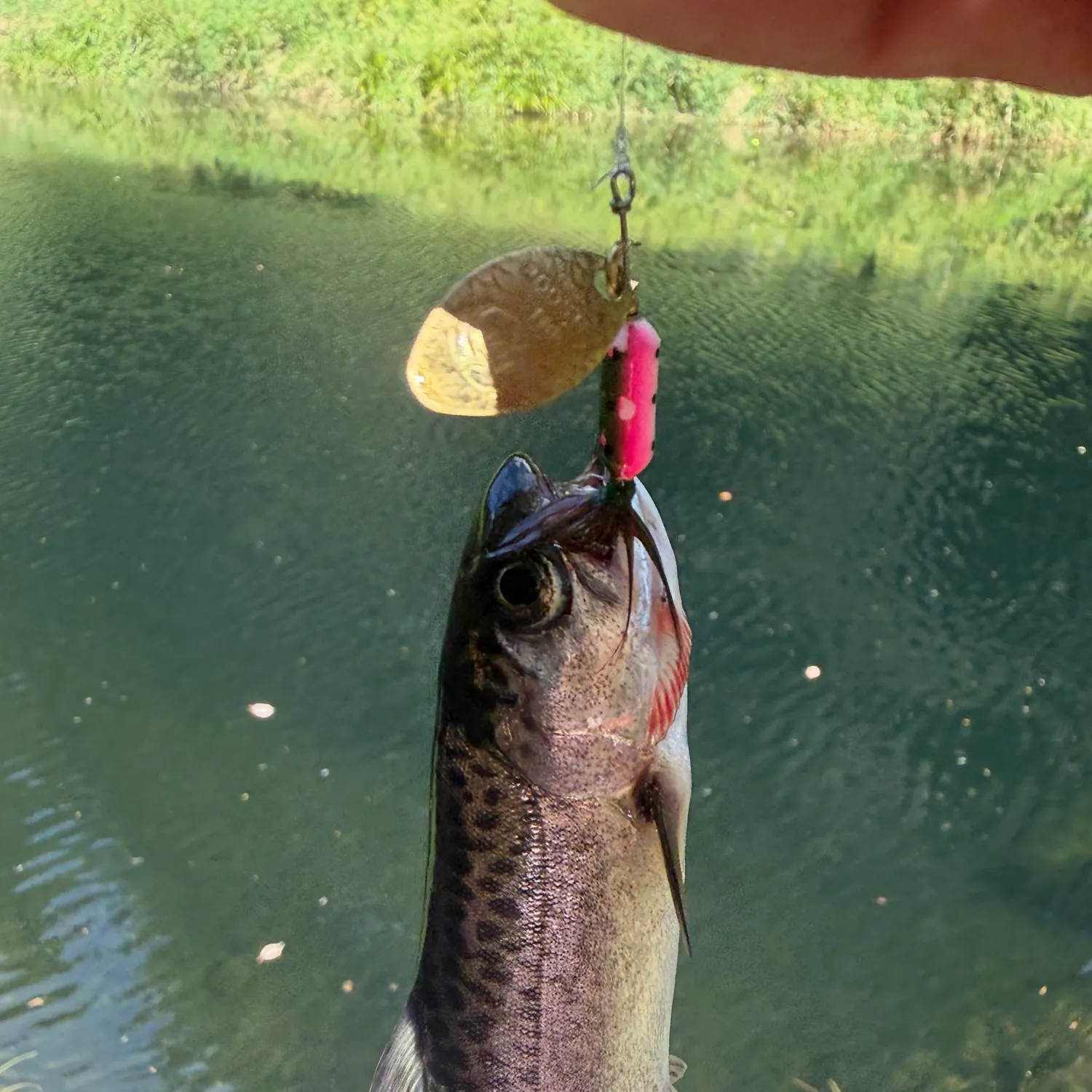 Rainbow trout caught on Fishbrain