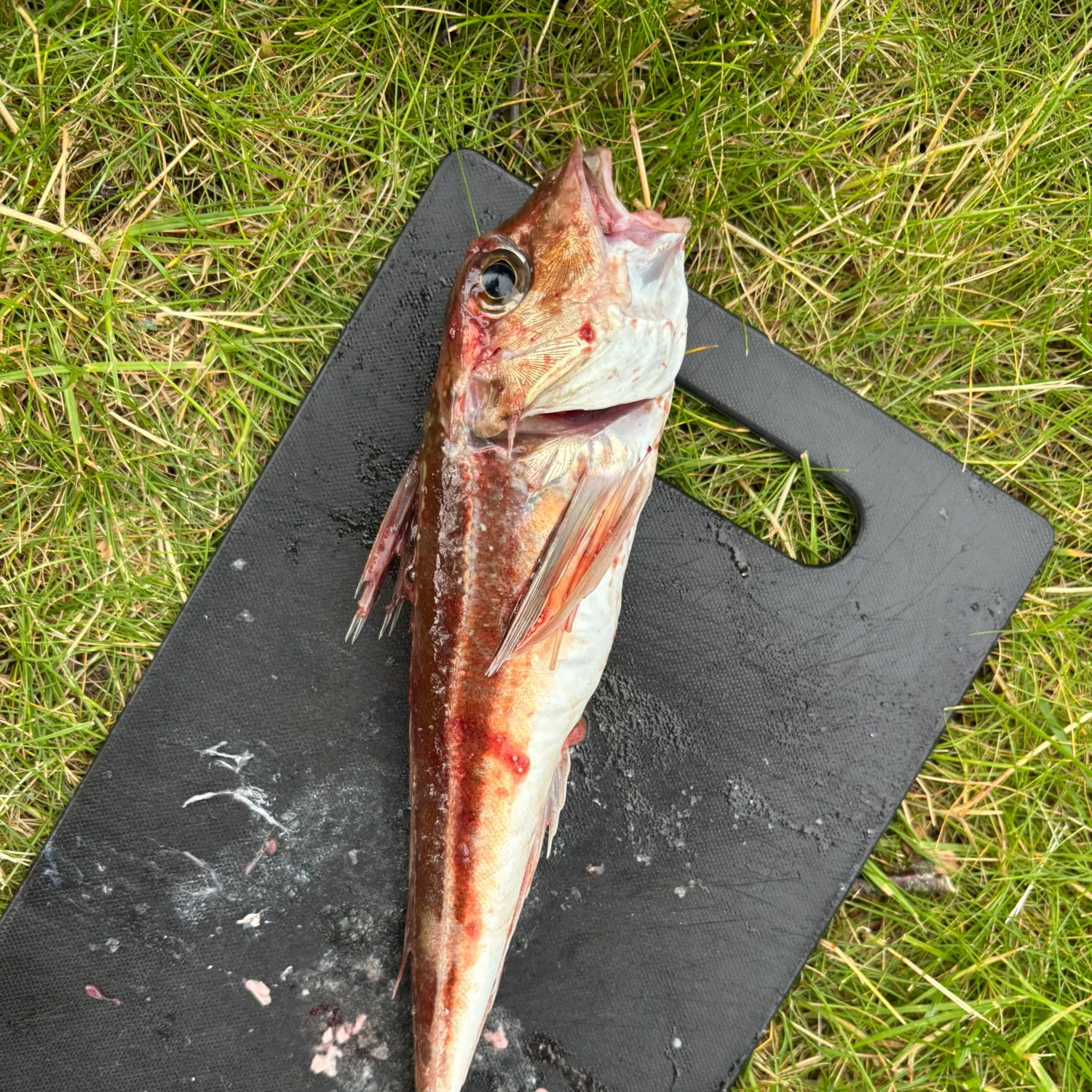 The most recent Red gurnard catches on Fishbrain