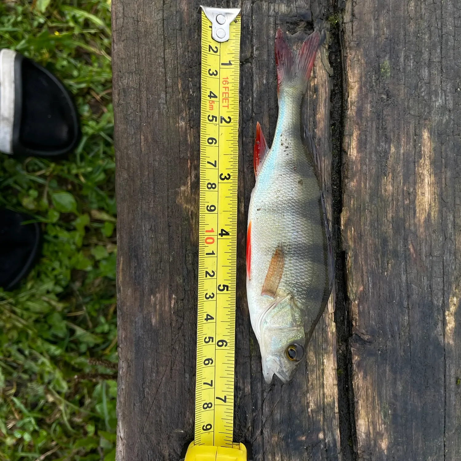 European perch caught on Fishbrain