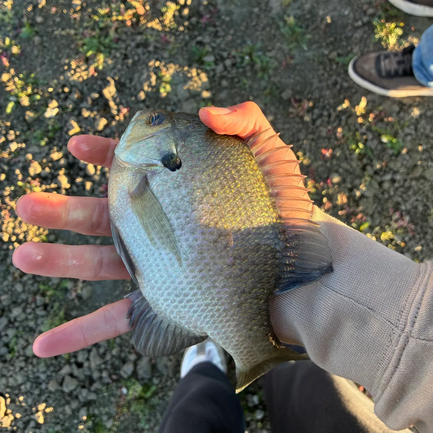 catch