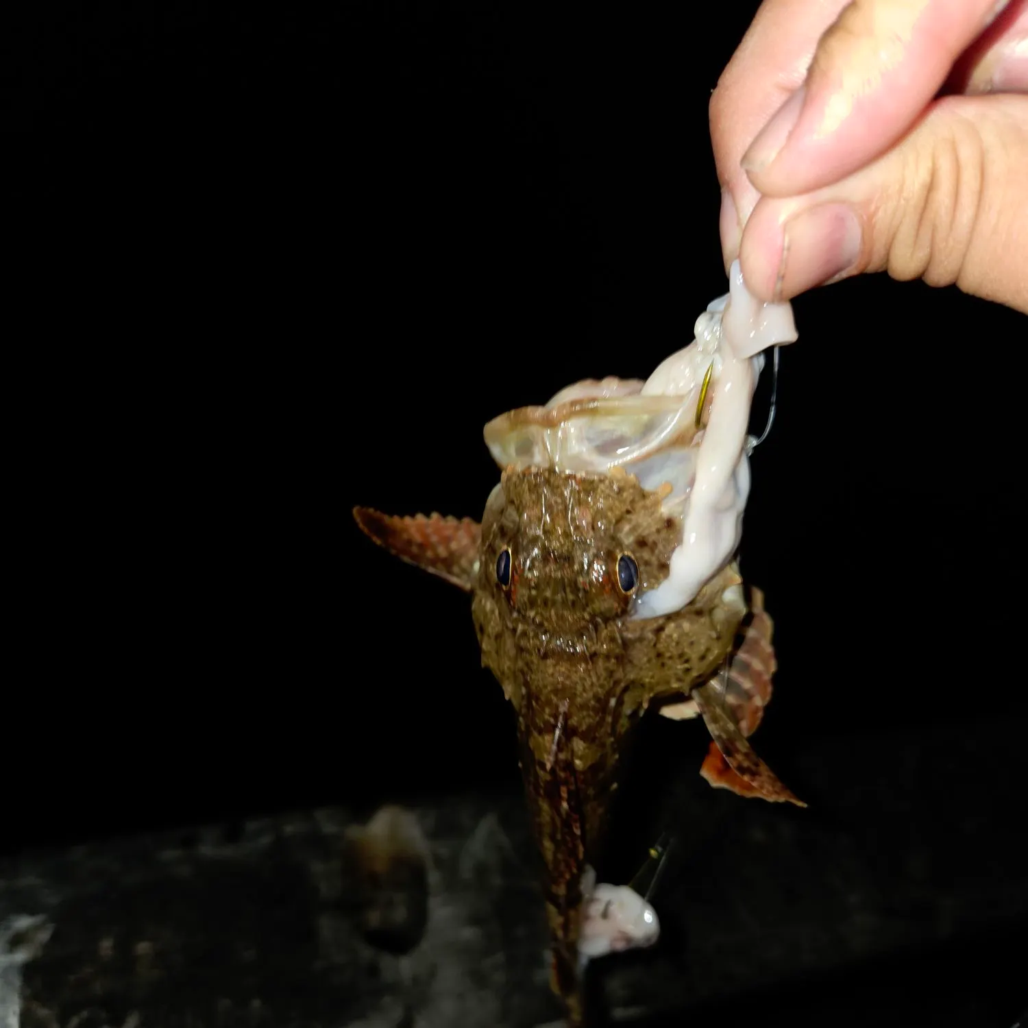 The most recent California scorpionfish catches on Fishbrain