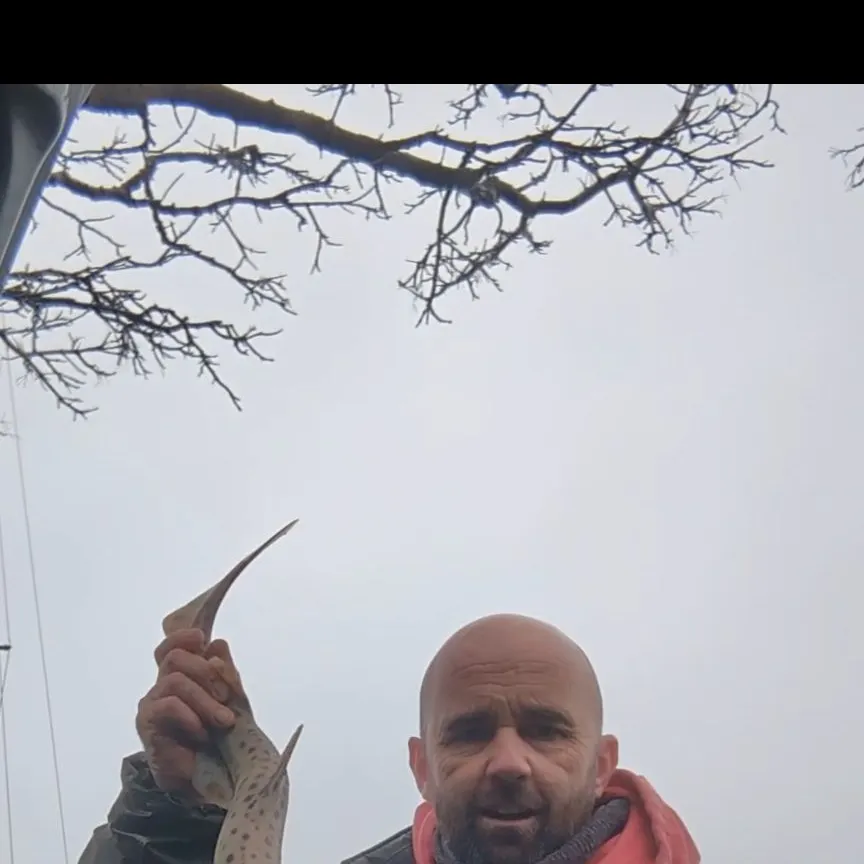 The most recent Nursehound catches on Fishbrain