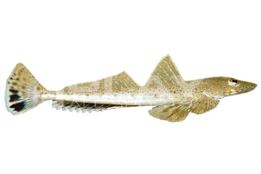 Sand flathead