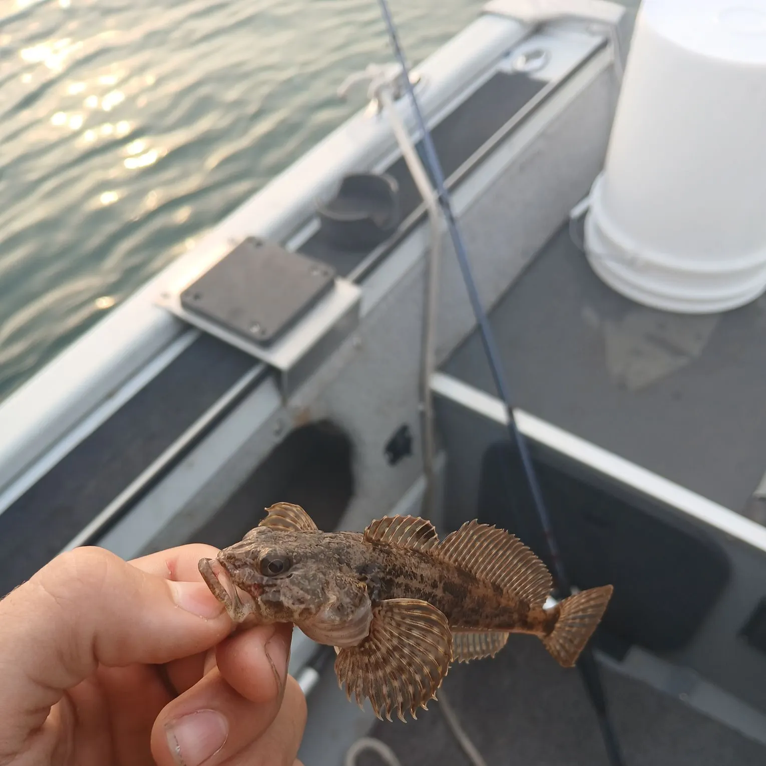 The most recent Reticulate sculpin catches on Fishbrain