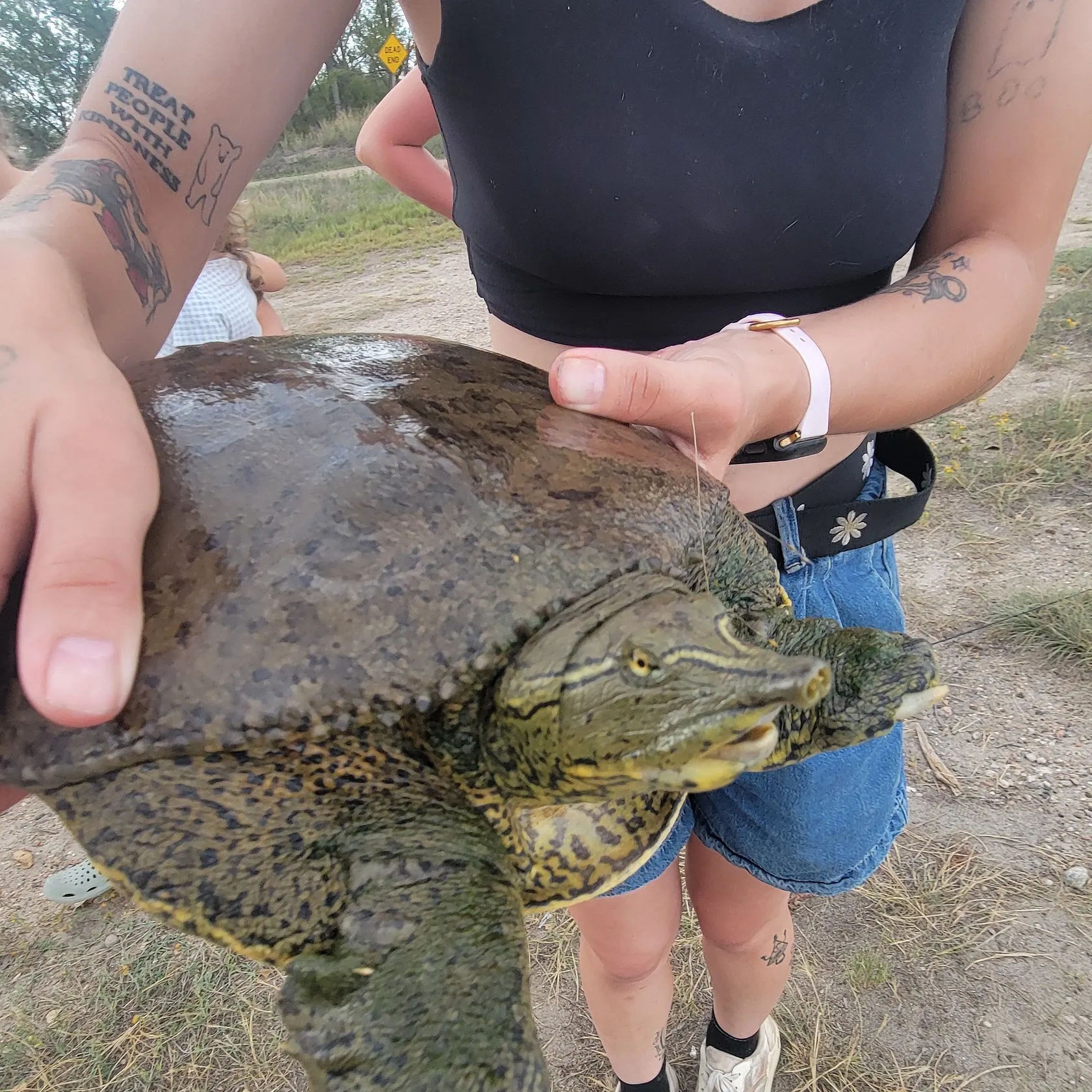 The most recent Smooth softshell turtle catches on Fishbrain