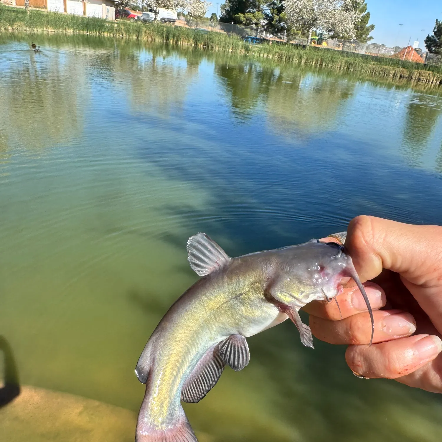 Black bullhead caught on Fishbrain