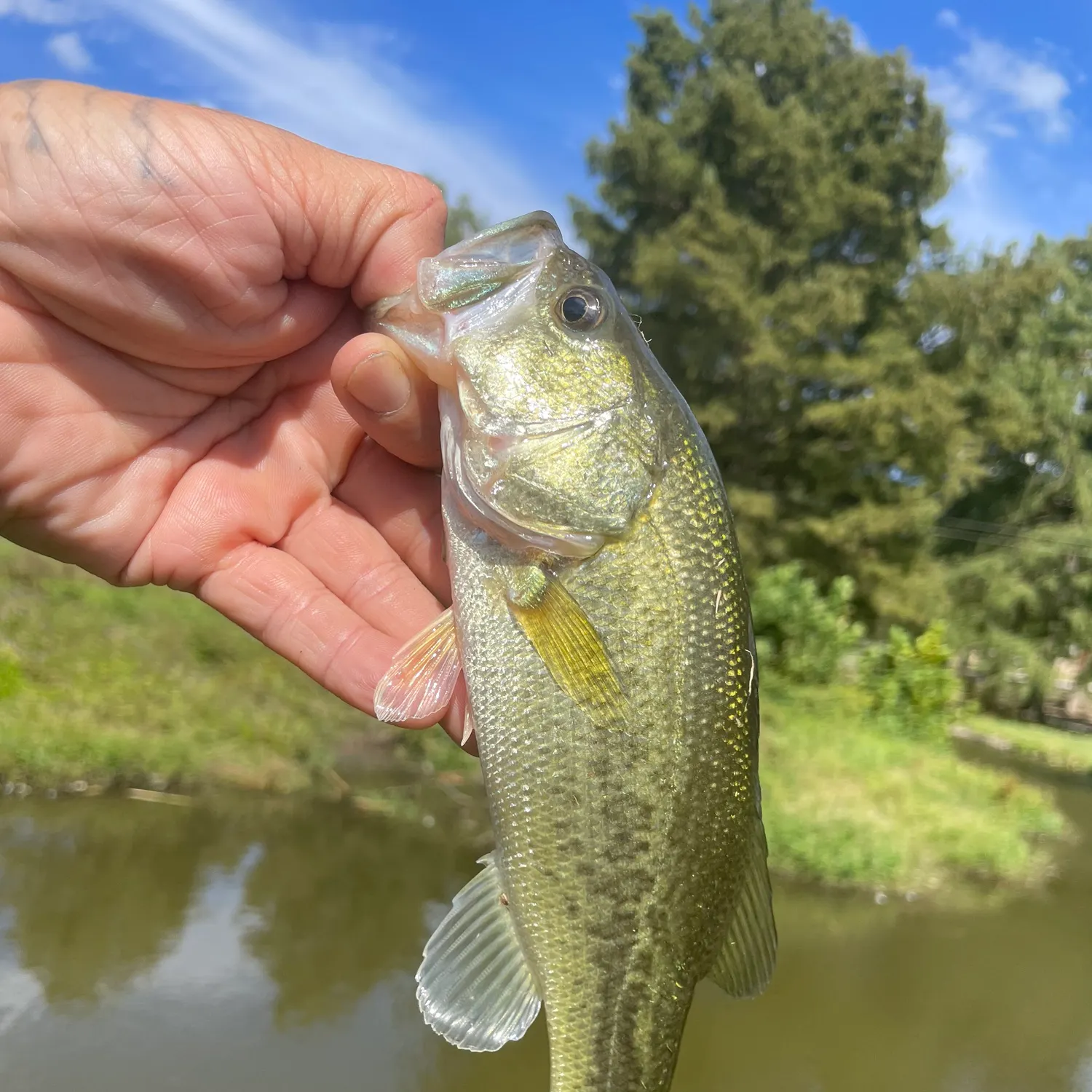 Largemouth bass caught on Fishbrain