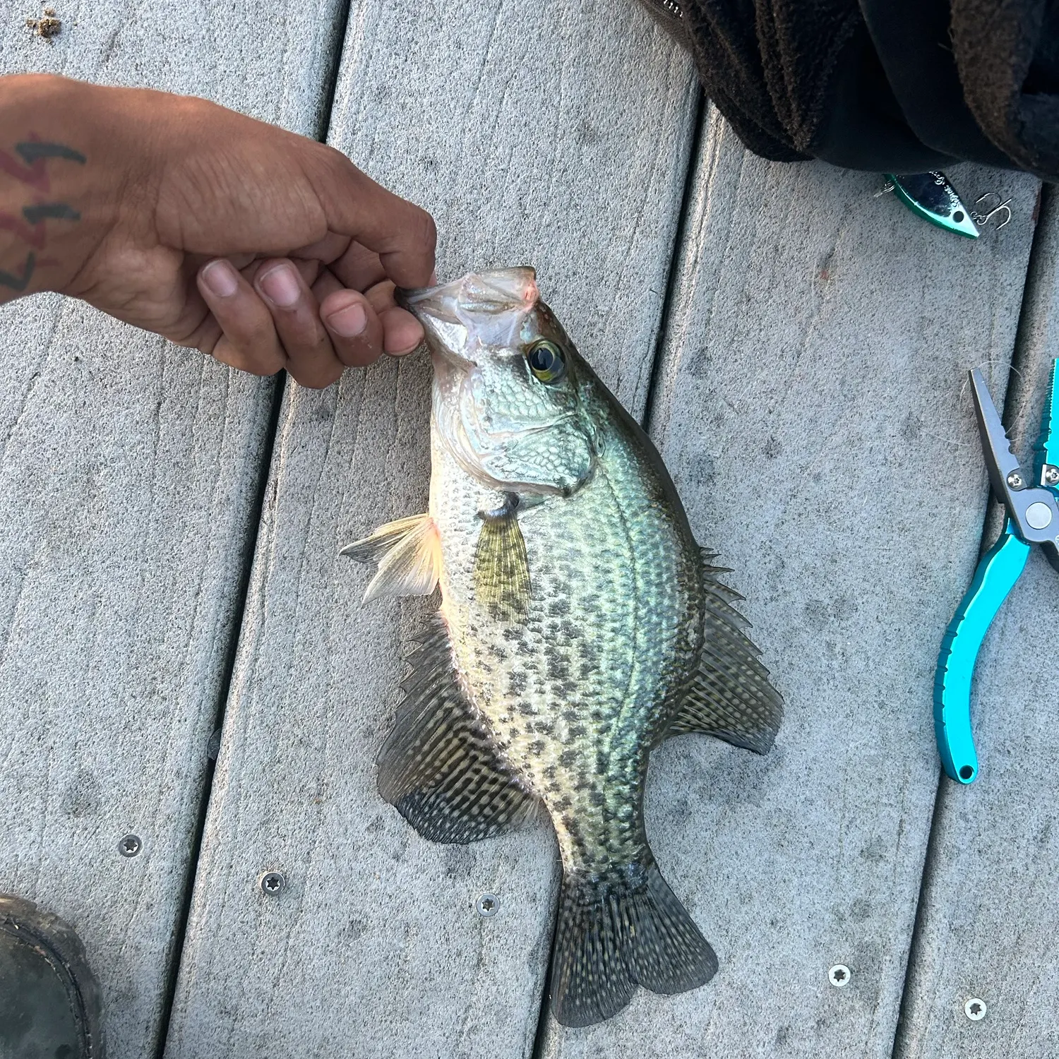 Black crappie caught on Fishbrain