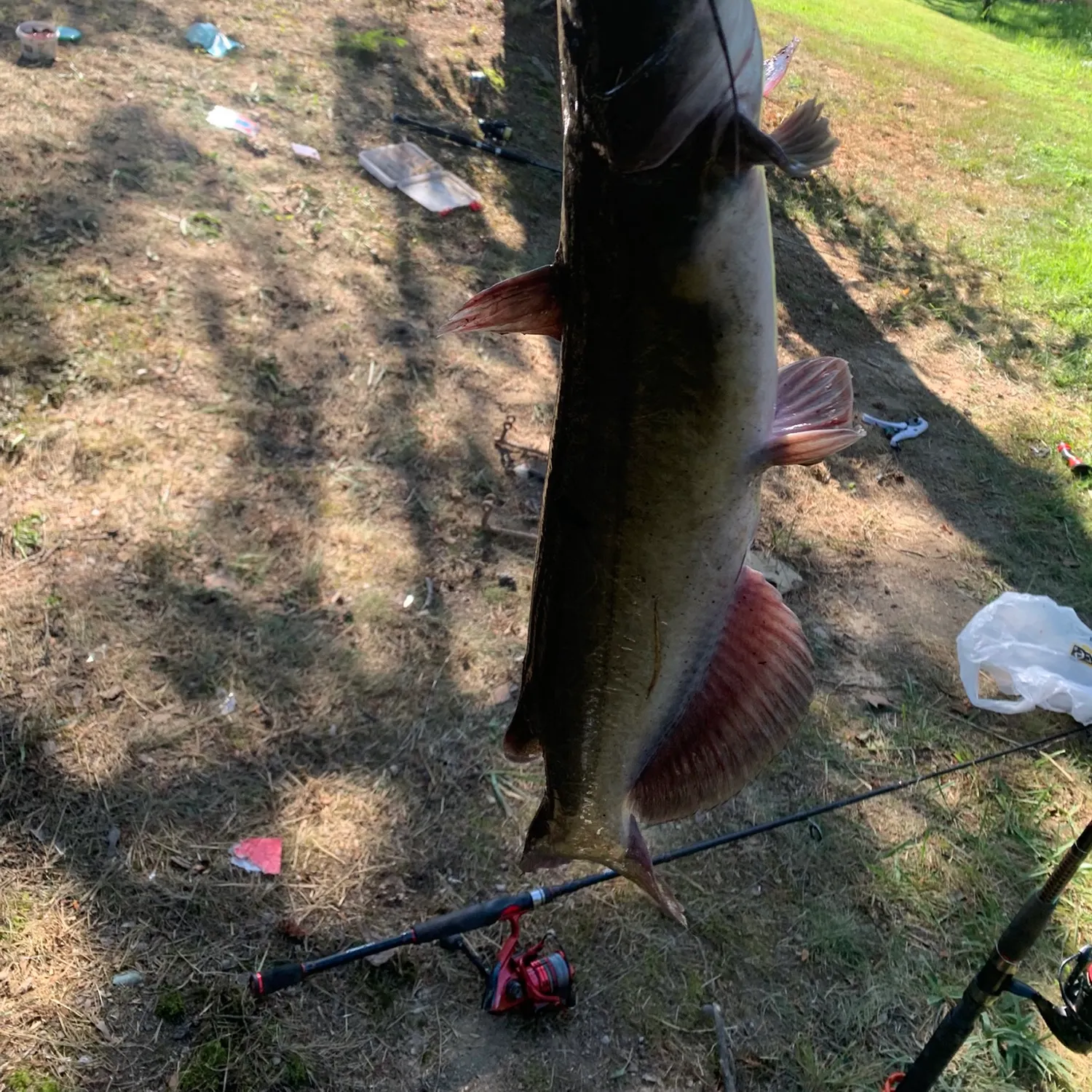 Channel catfish caught on Fishbrain