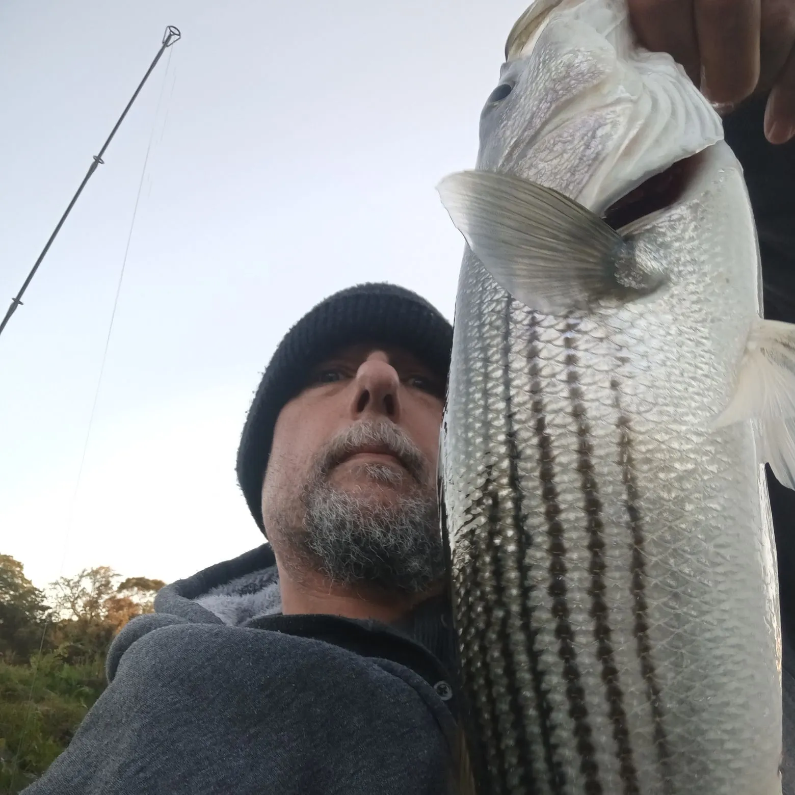 Striped bass caught on Fishbrain