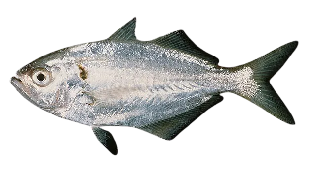 False trevally