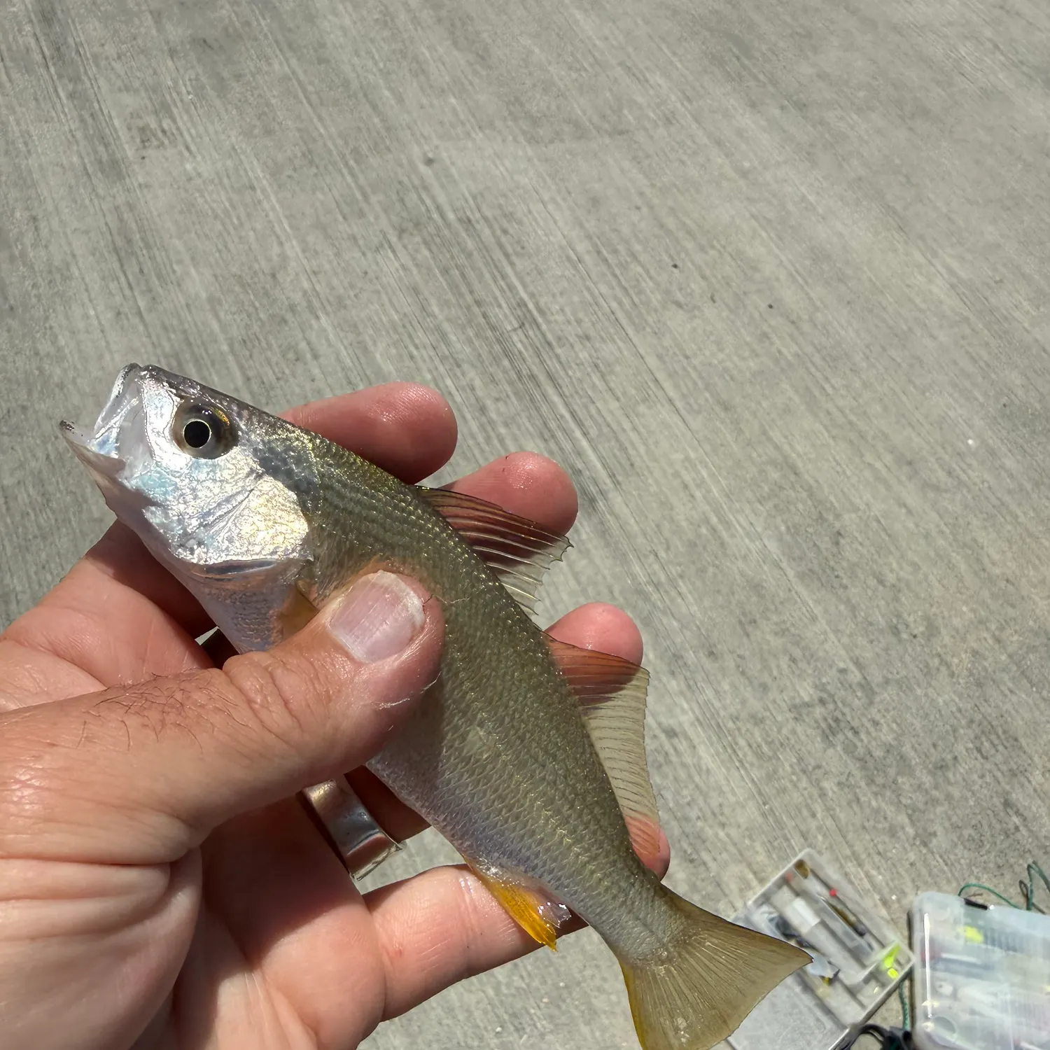 The most recent Silver perch catches on Fishbrain