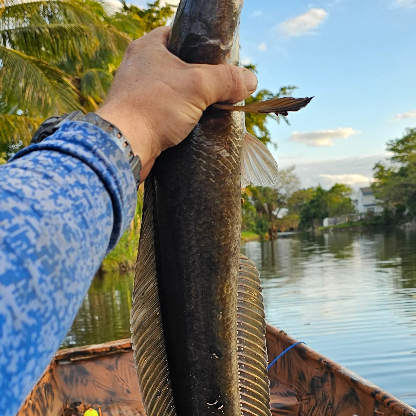 Bullseye snakehead caught on Fishbrain