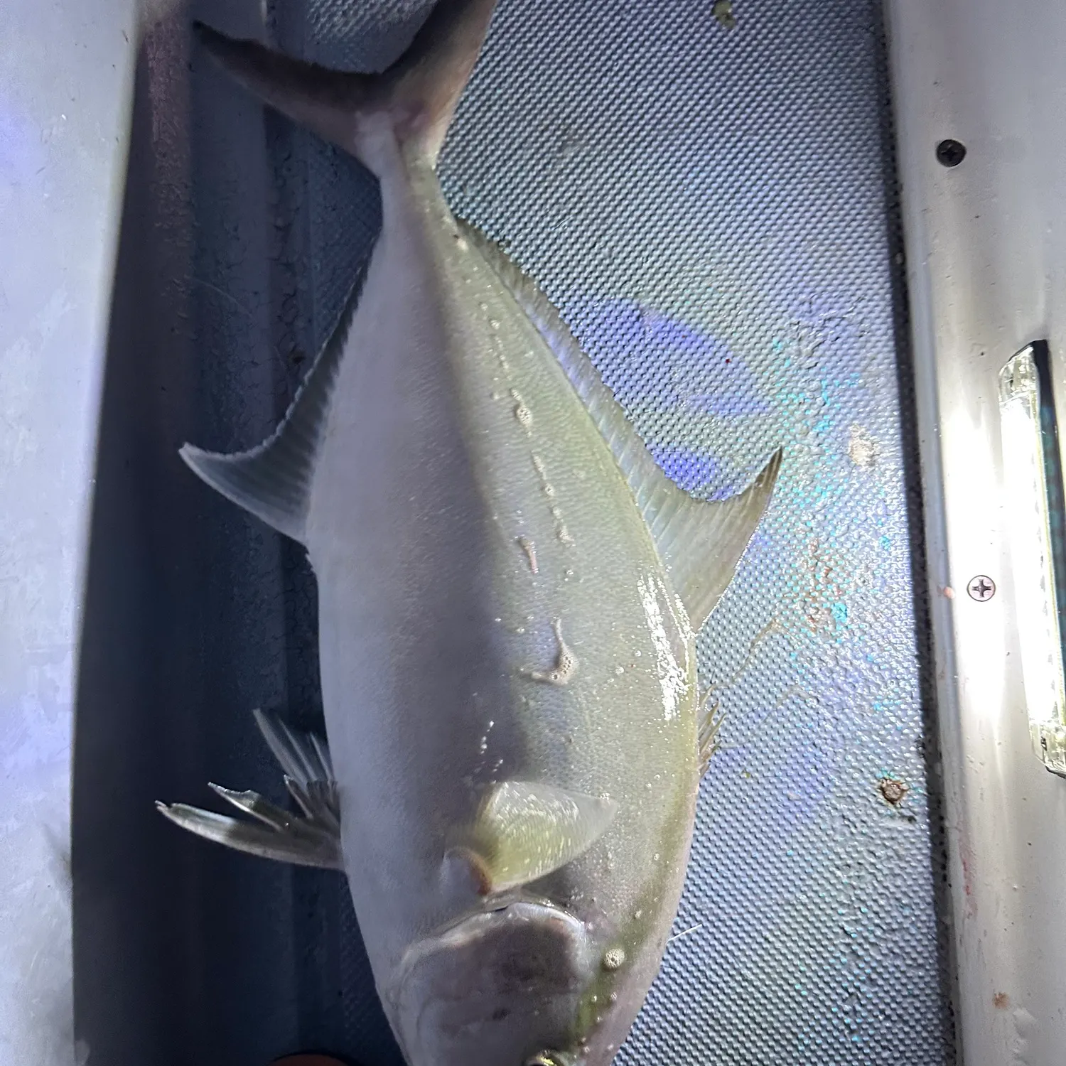 The most recent Lesser amberjack catches on Fishbrain