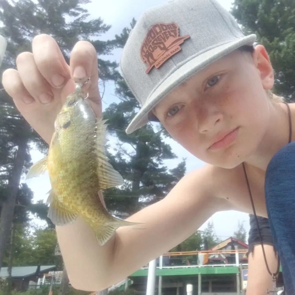 Pumpkinseed caught on Fishbrain