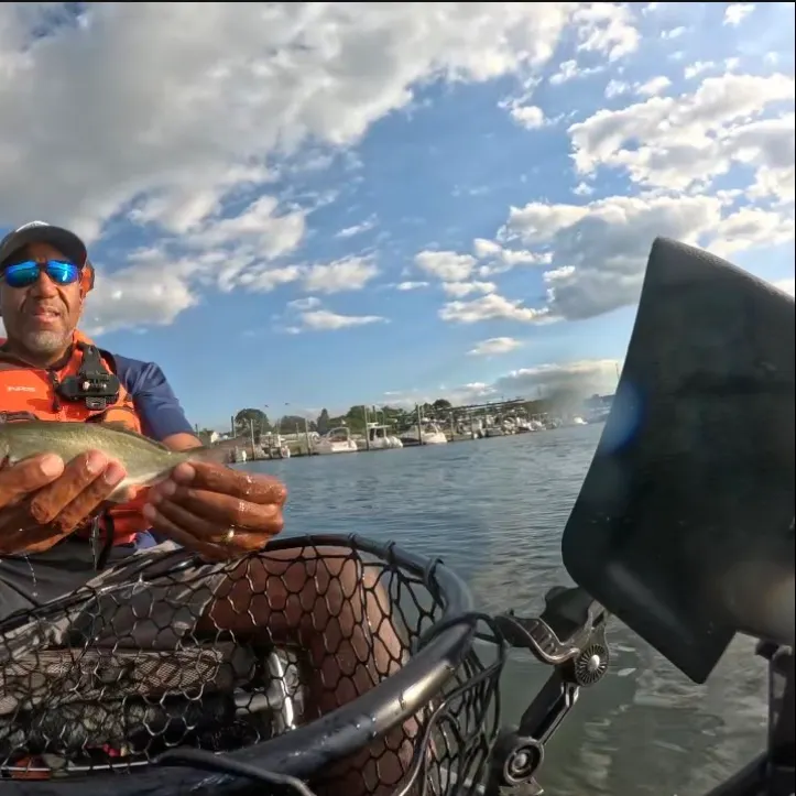 Bluefish caught on Fishbrain