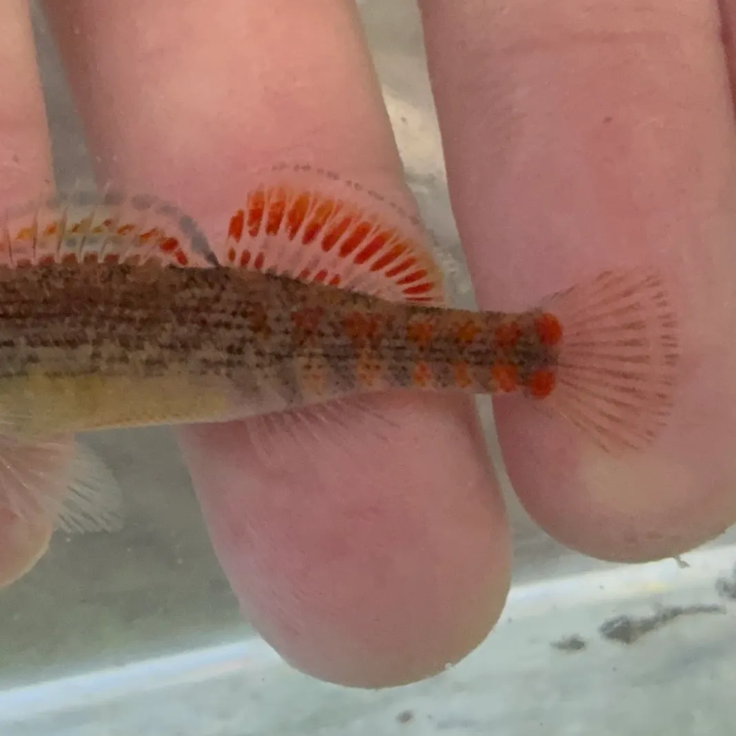 The most recent Orangethroat darter catches on Fishbrain