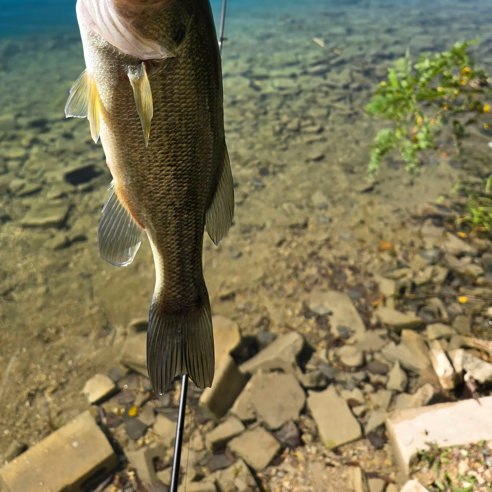 Largemouth bass caught on Fishbrain