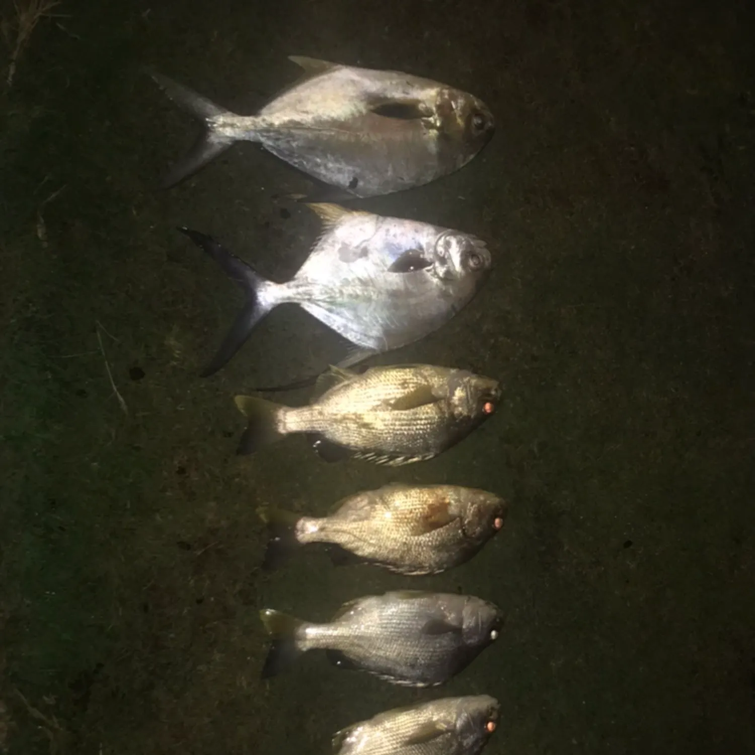 recently logged catches