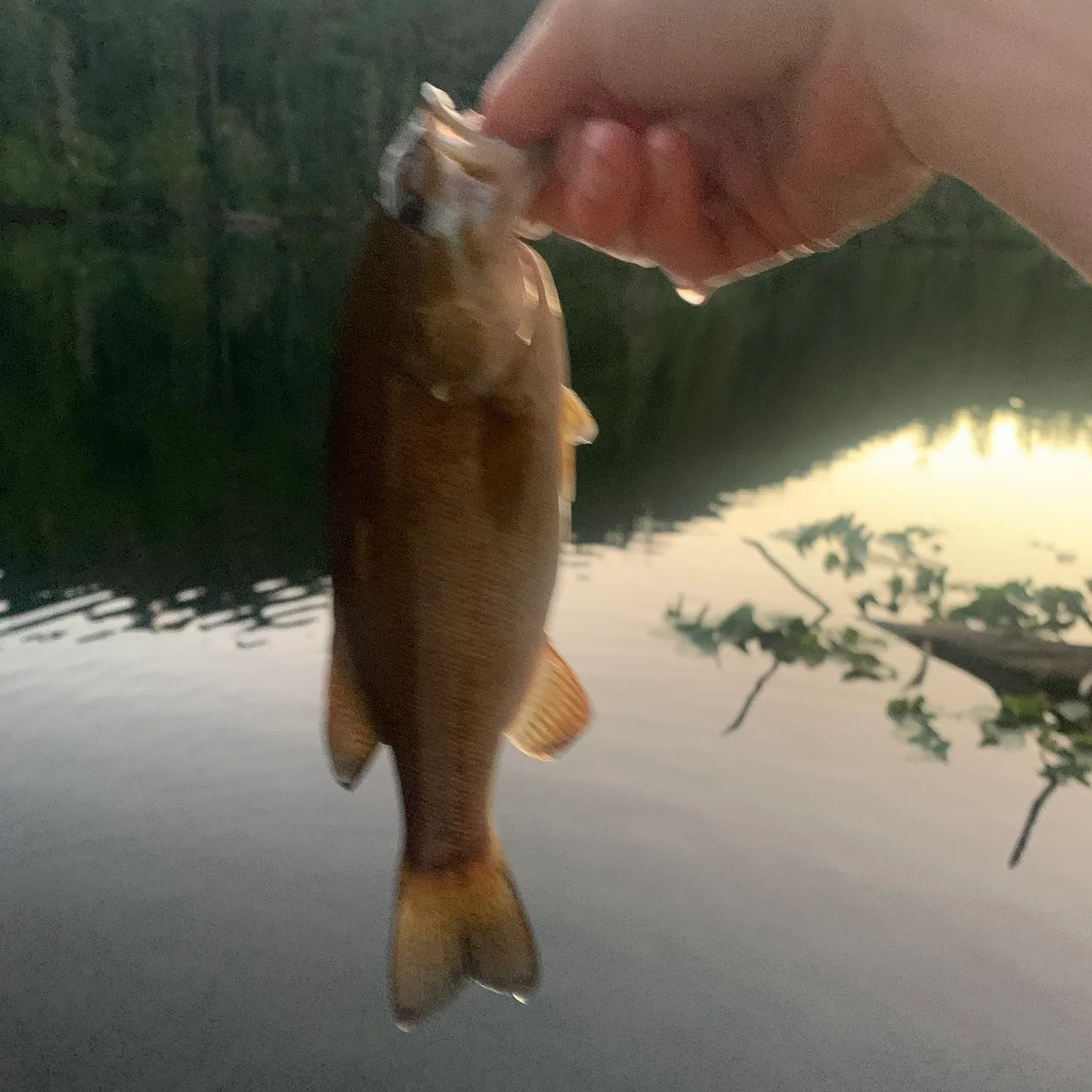 Smallmouth bass caught on Fishbrain