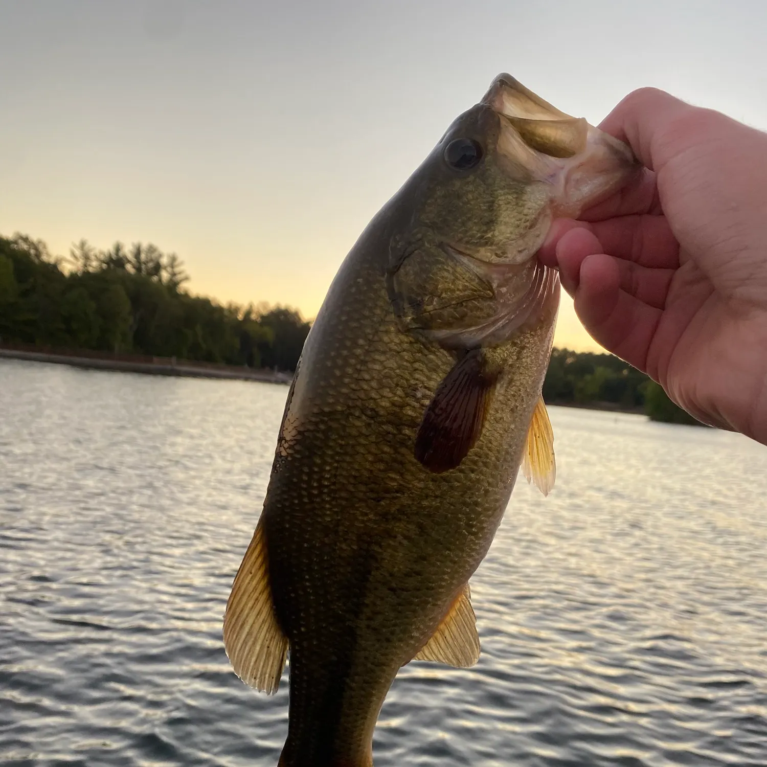 Largemouth bass caught on Fishbrain