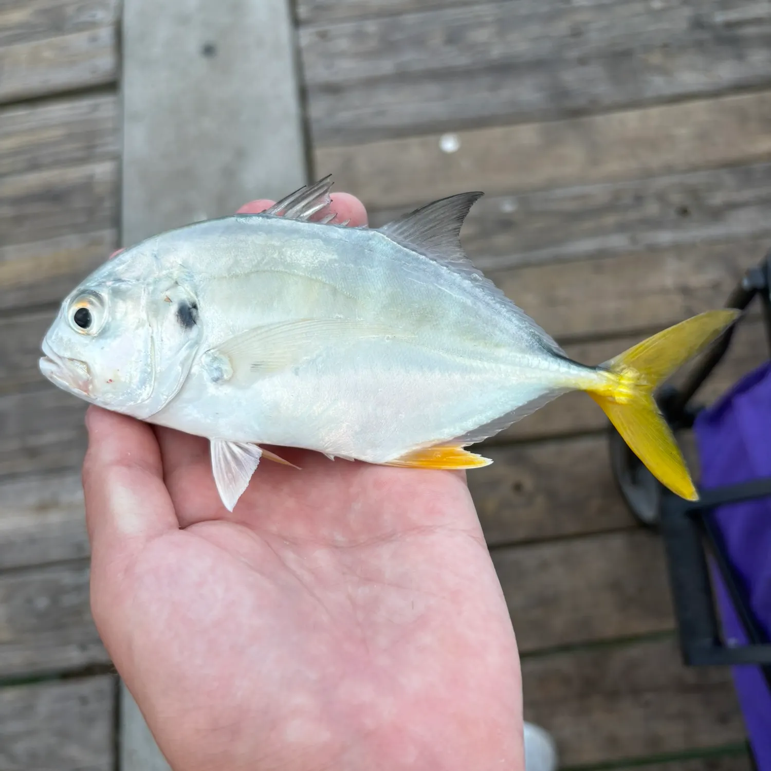 The most recent Crevalle jack catches on Fishbrain