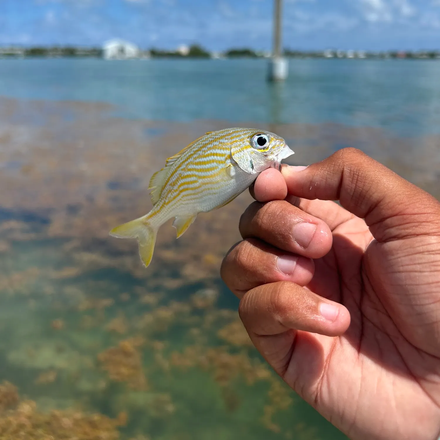 The most recent French grunt catches on Fishbrain