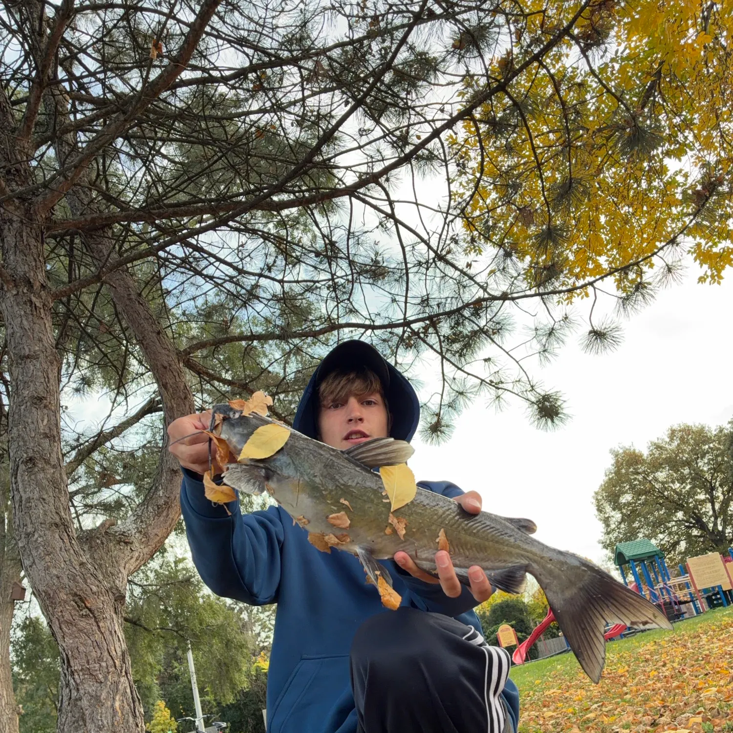 Channel catfish caught on Fishbrain