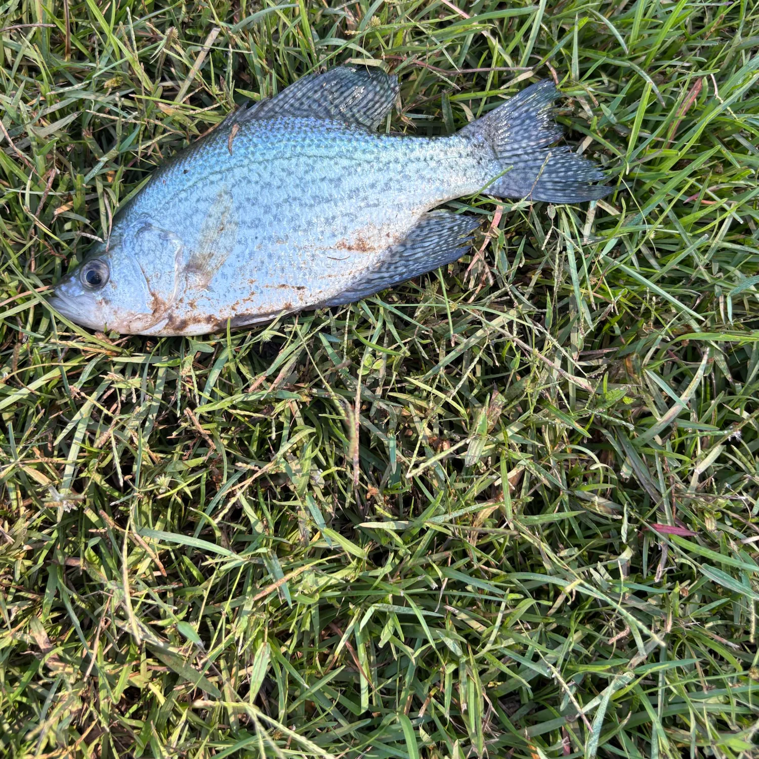 White crappie caught on Fishbrain