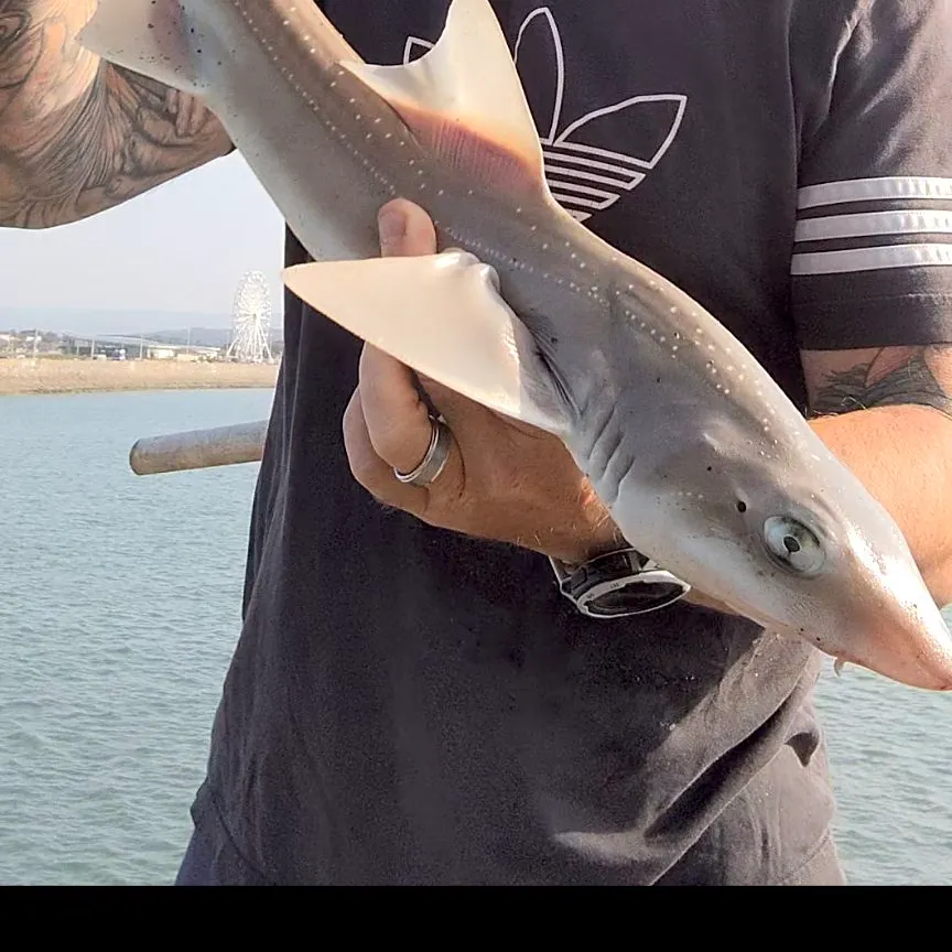 The most recent Starry smooth-hound catches on Fishbrain