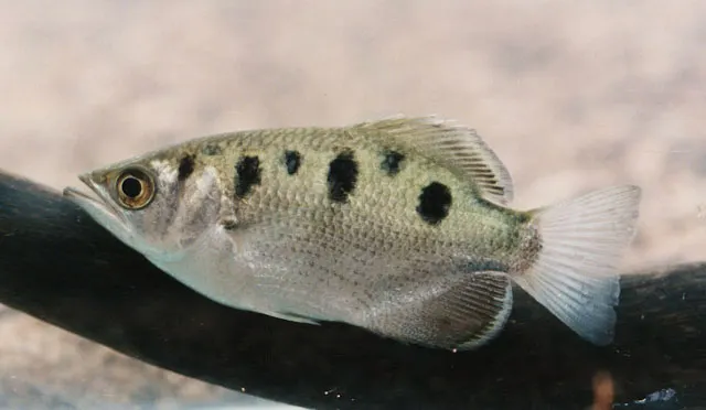 Spotted archerfish