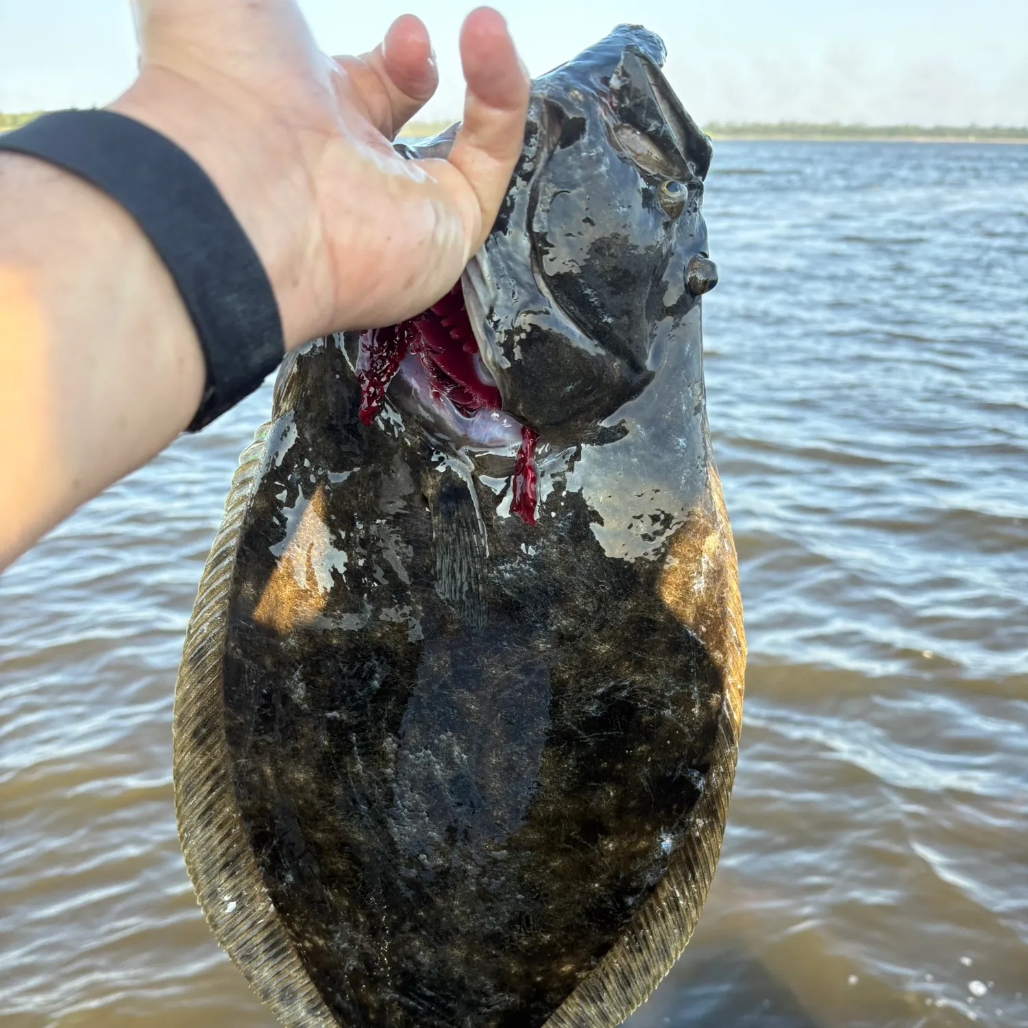 Summer flounder caught on Fishbrain