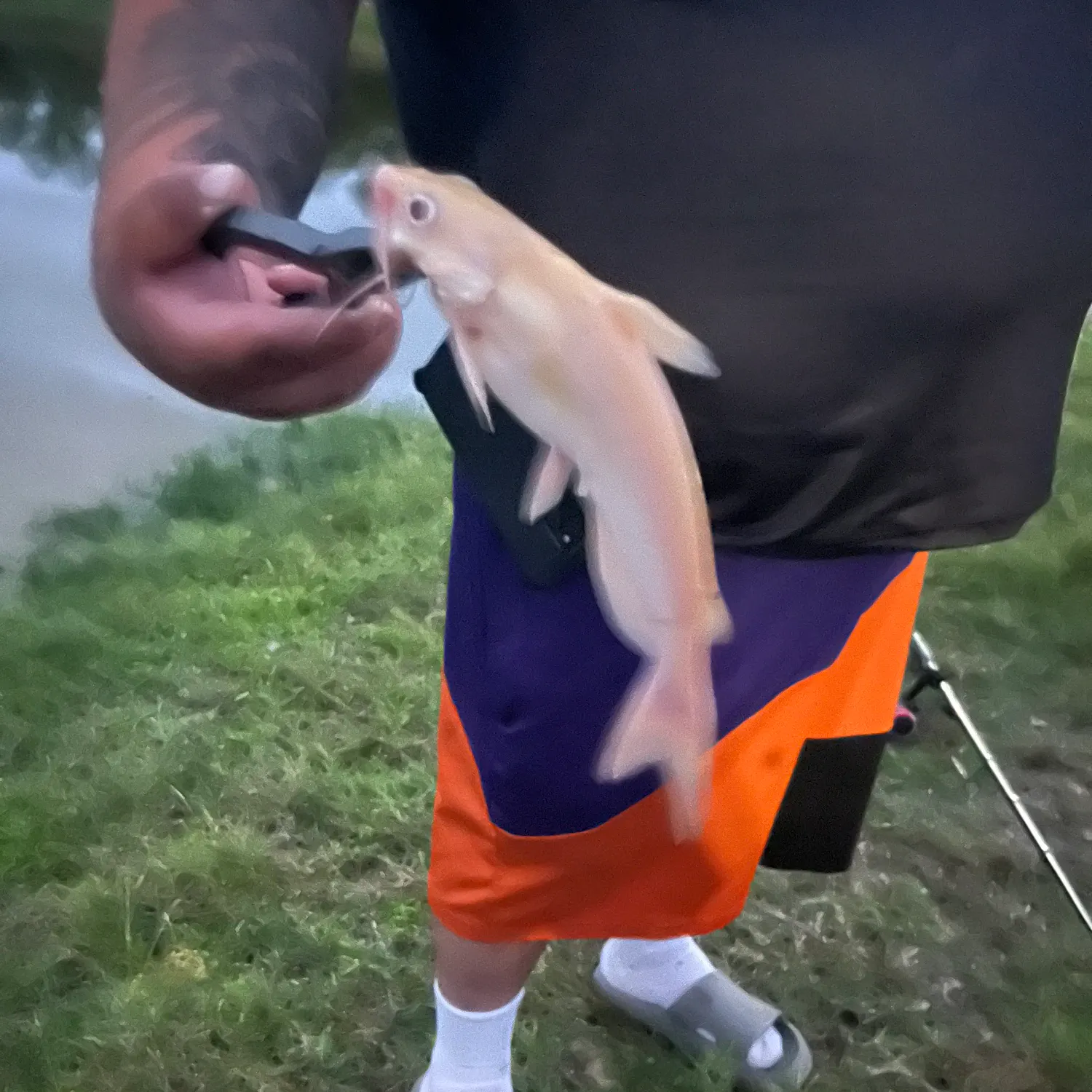 Blue catfish caught on Fishbrain