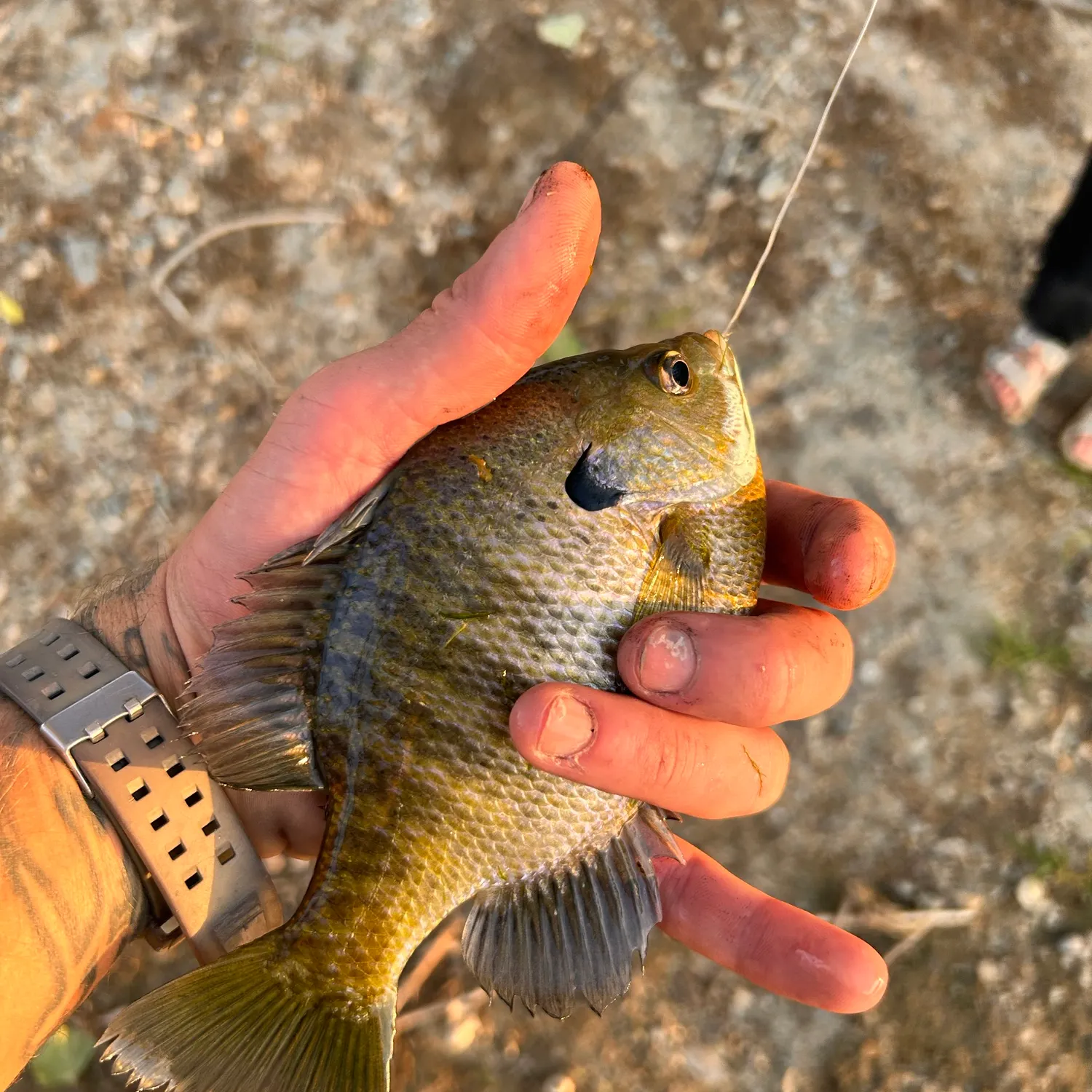 Bluegill caught on Fishbrain
