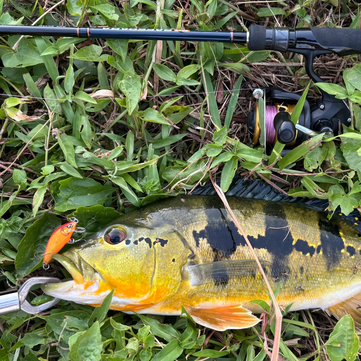 Speckled peacock bass caught on Fishbrain