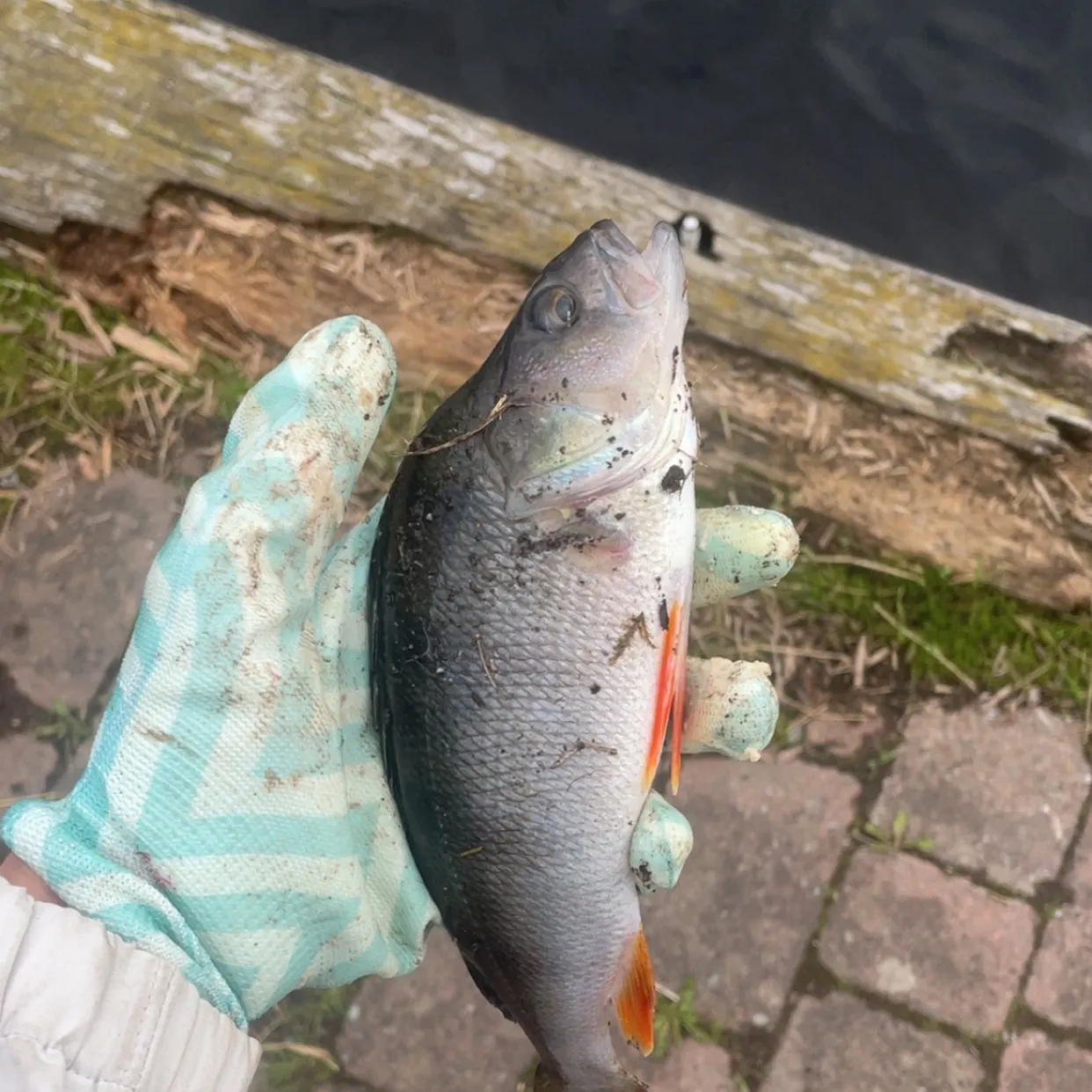 European perch caught on Fishbrain