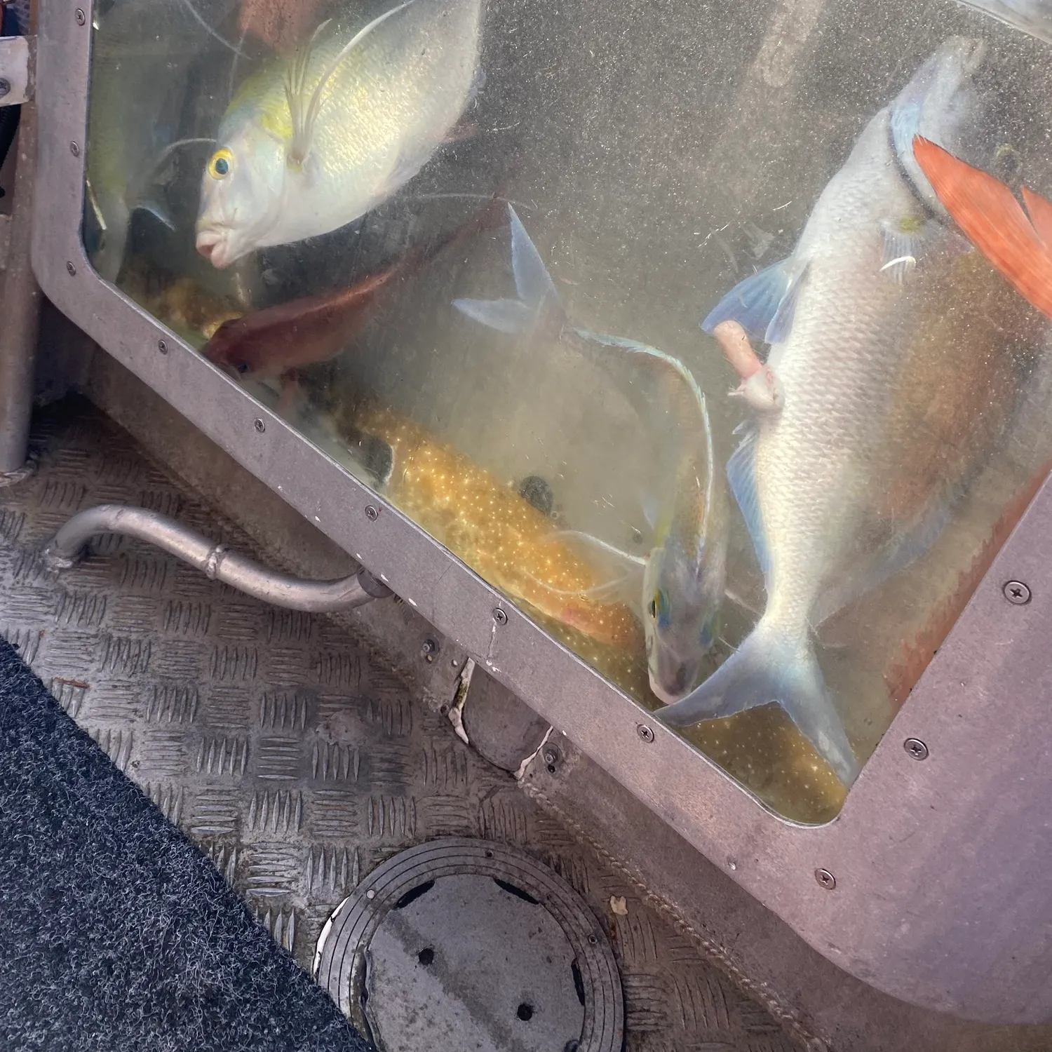 The most recent Blue morwong catches on Fishbrain