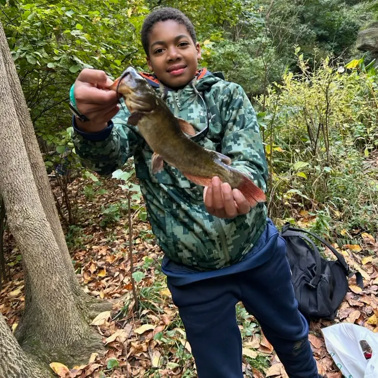 Brown bullhead caught on Fishbrain