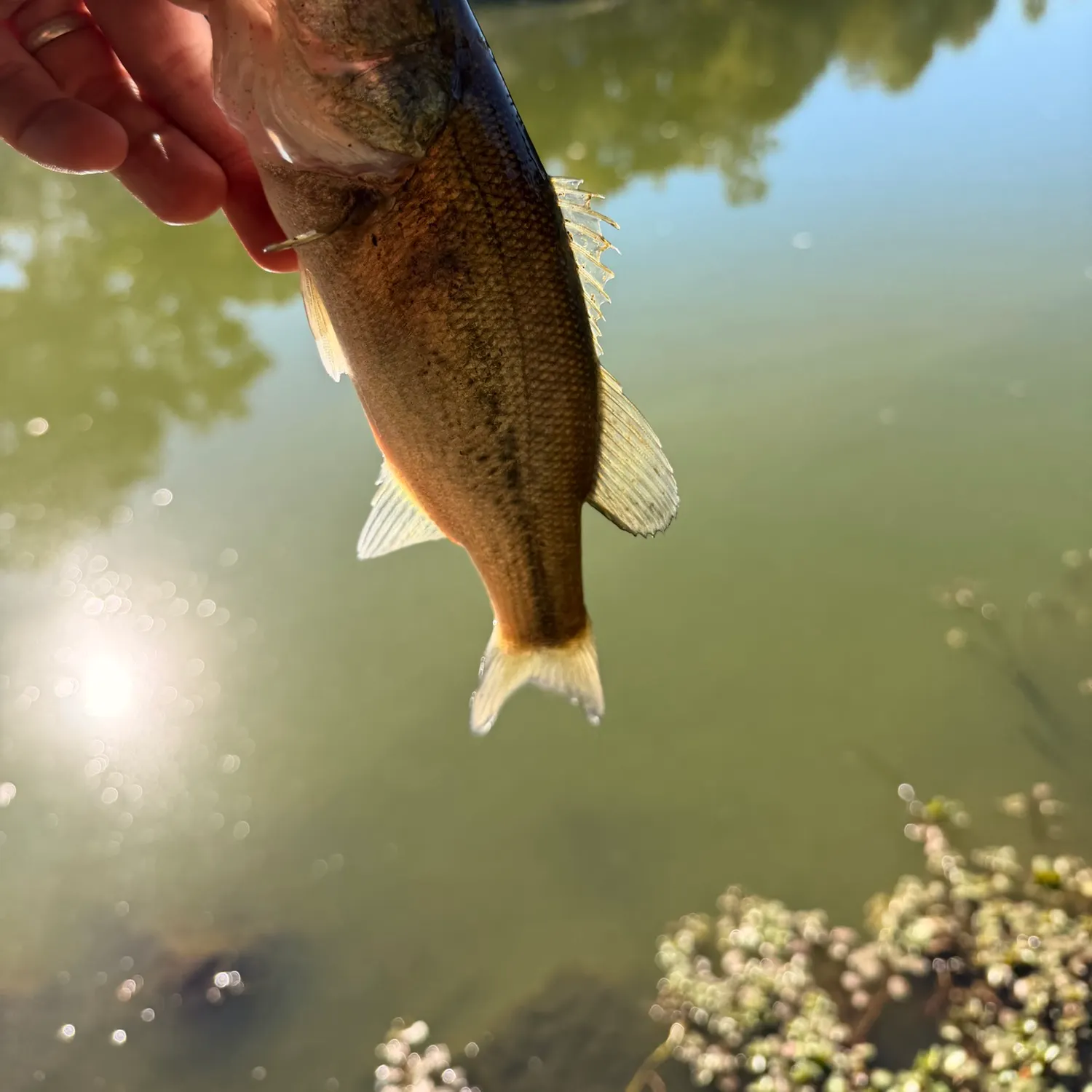 Largemouth bass caught on Fishbrain
