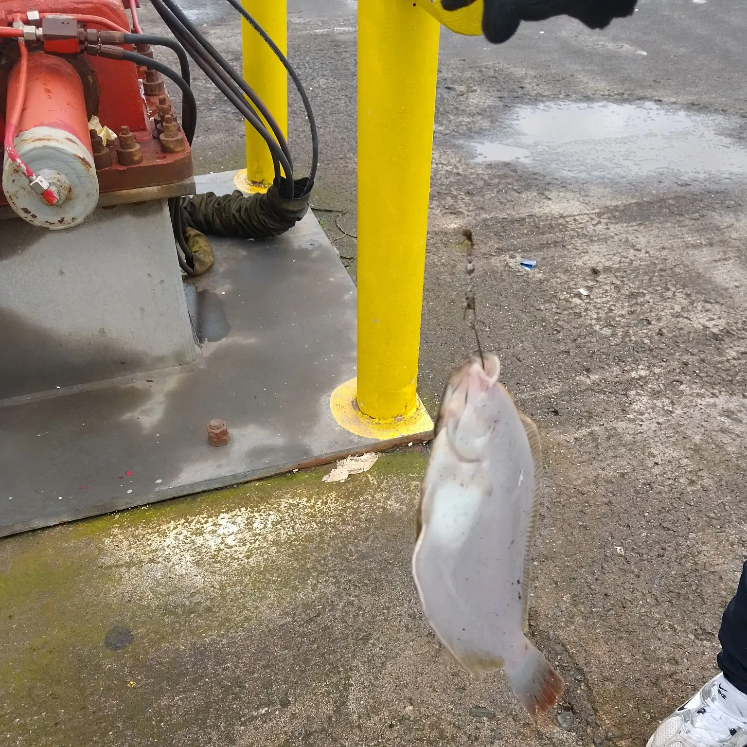 The most recent Common dab catches on Fishbrain