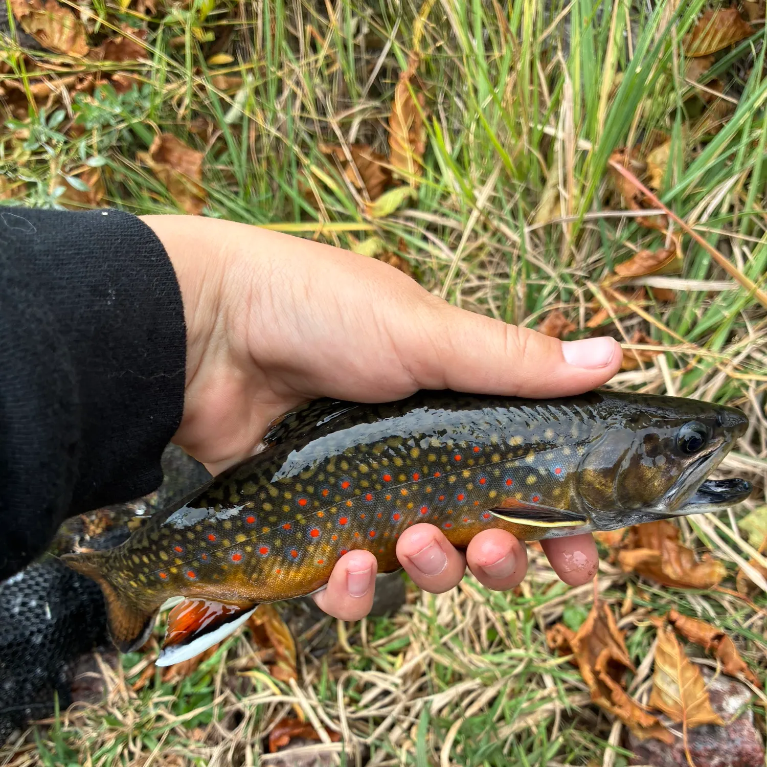 Brook trout caught on Fishbrain