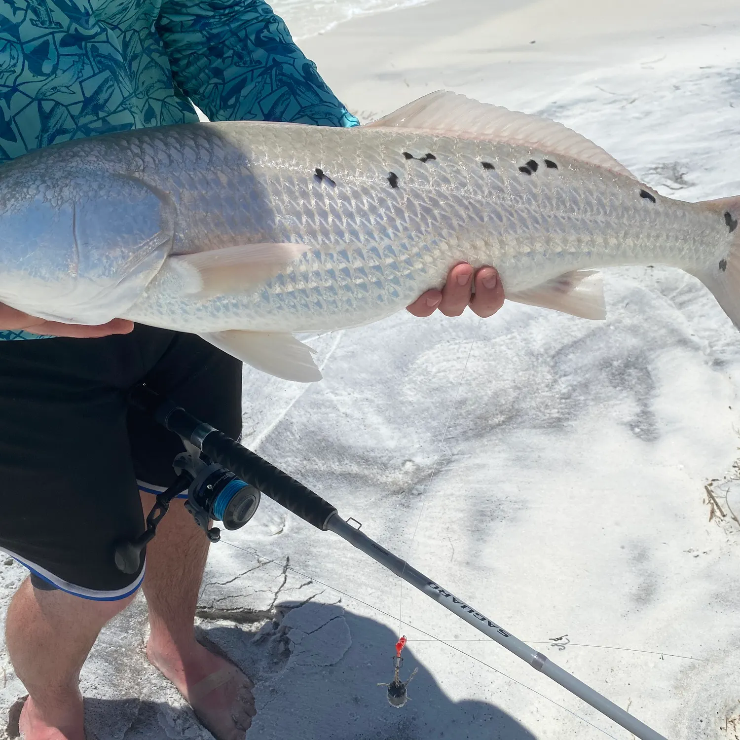 The most recent Red drum catches on Fishbrain