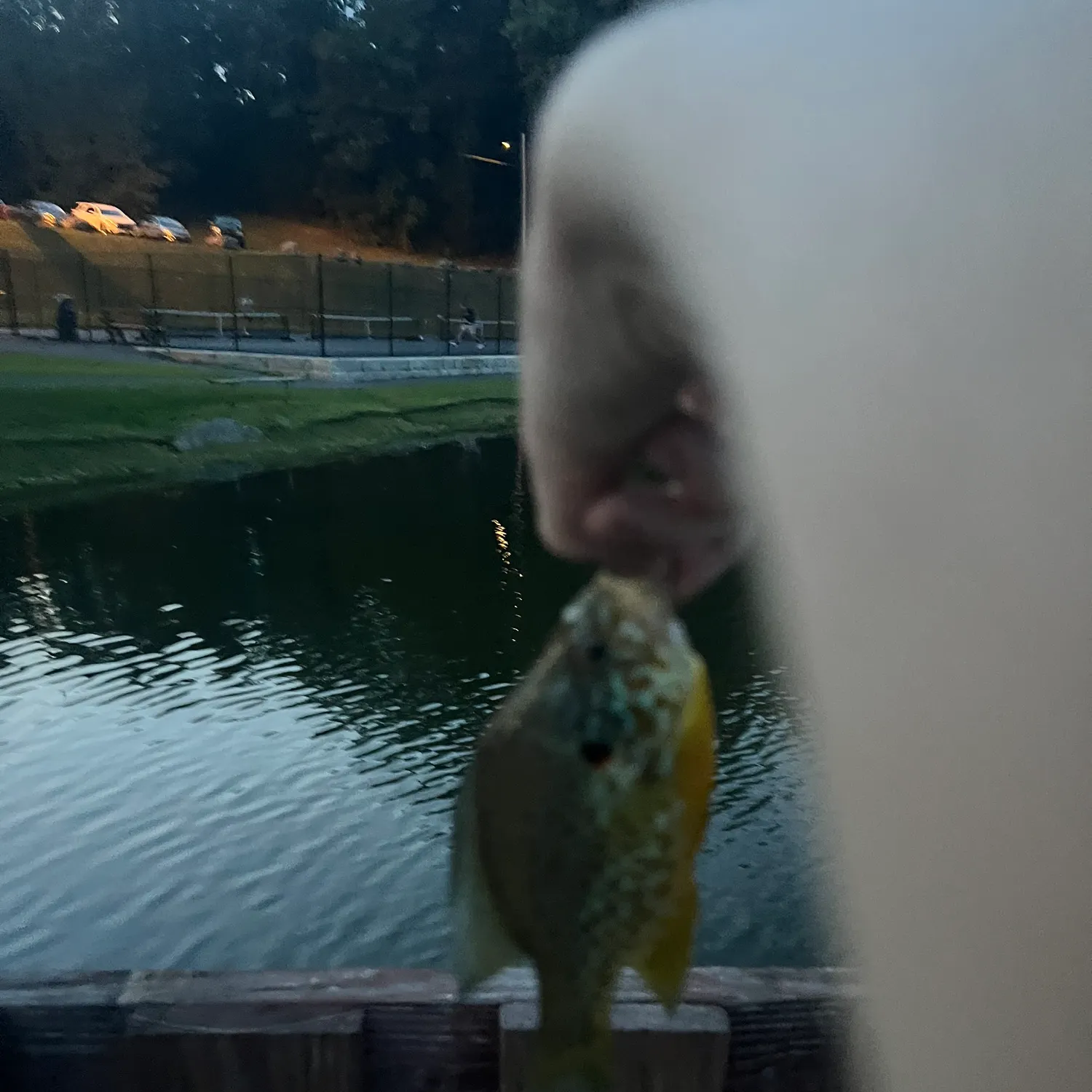 Pumpkinseed caught on Fishbrain