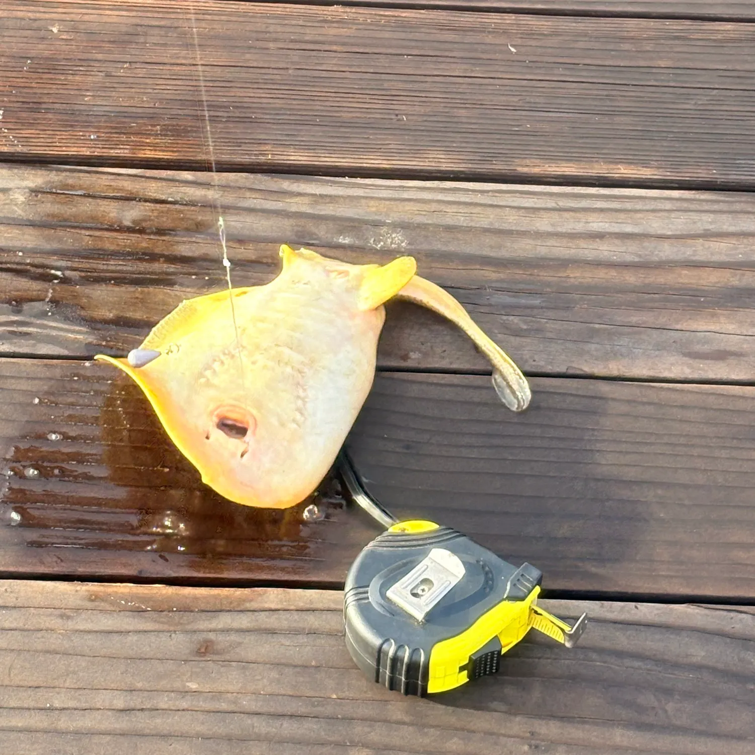 The most recent Haller's round ray catches on Fishbrain