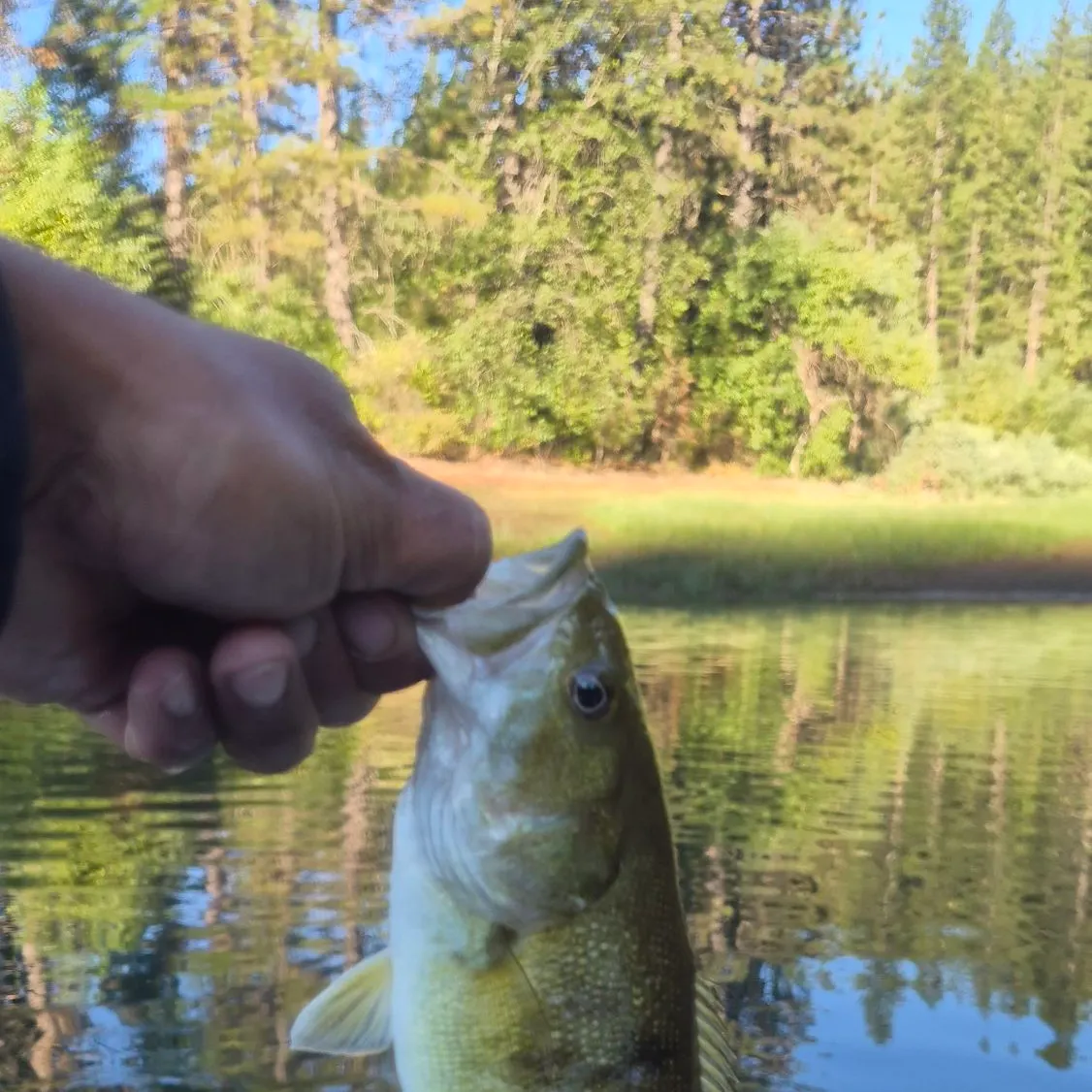 Smallmouth bass caught on Fishbrain