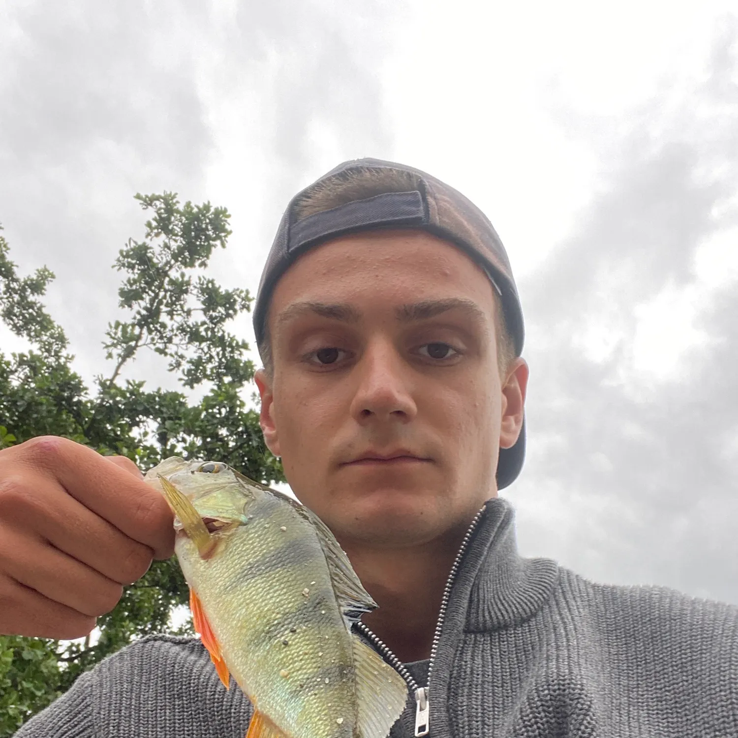 European perch caught on Fishbrain