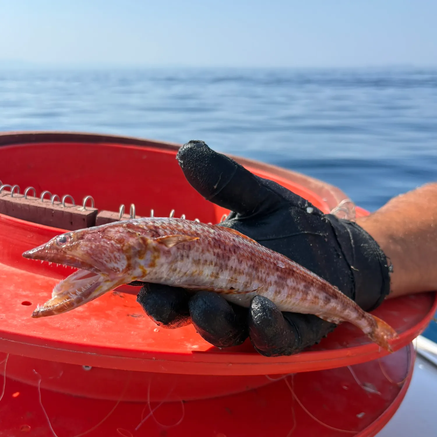The most recent Red lizard fish catches on Fishbrain