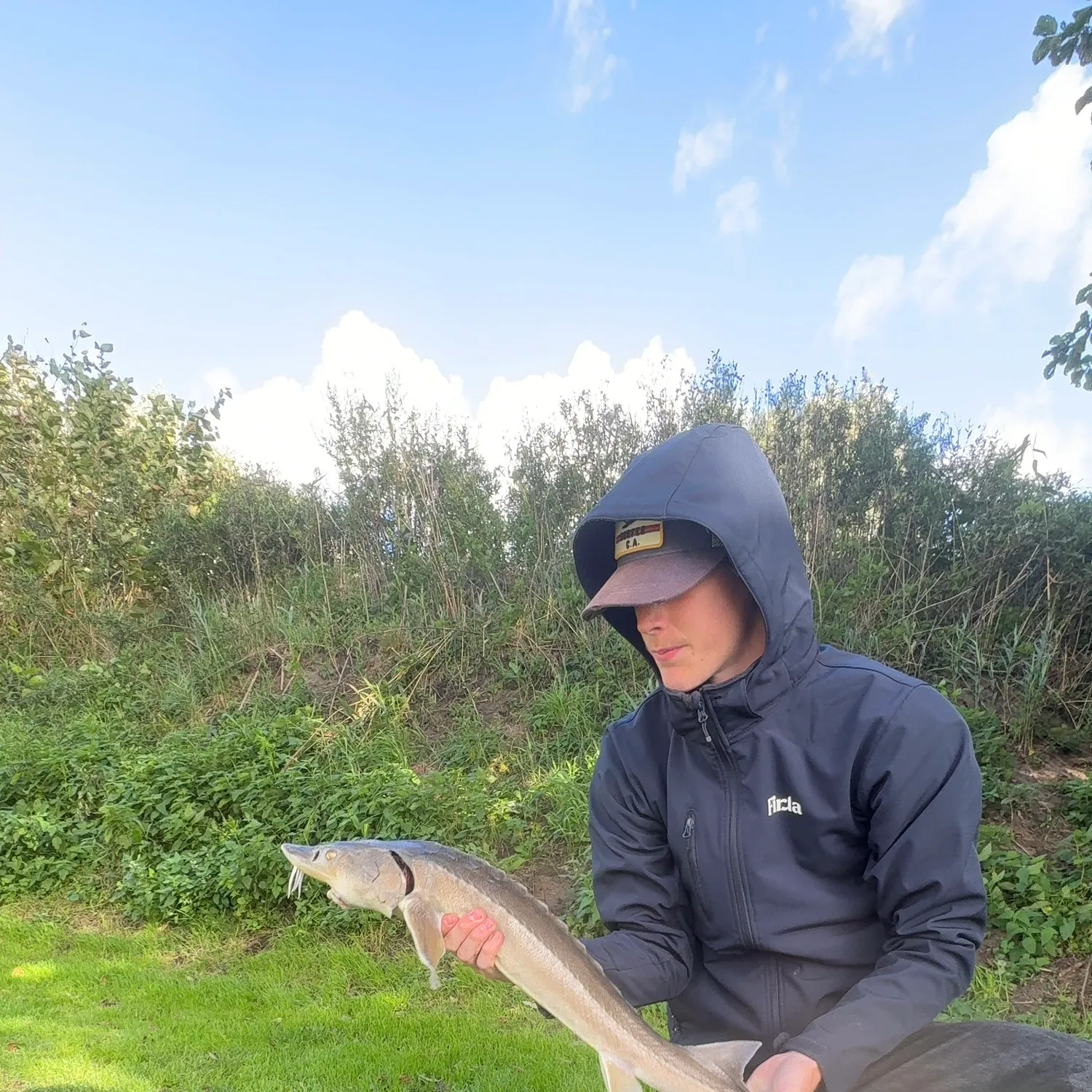 White sturgeon caught on Fishbrain