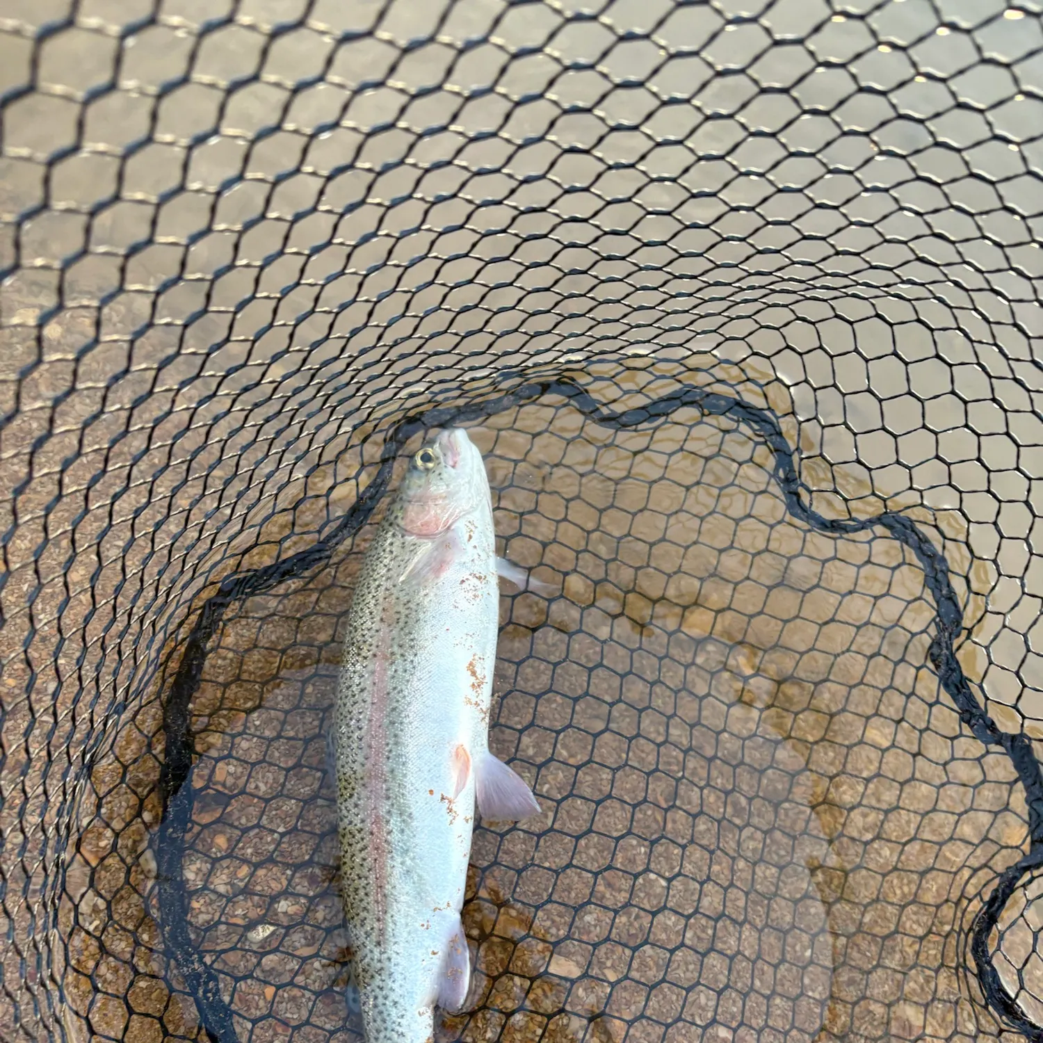 Rainbow trout caught on Fishbrain