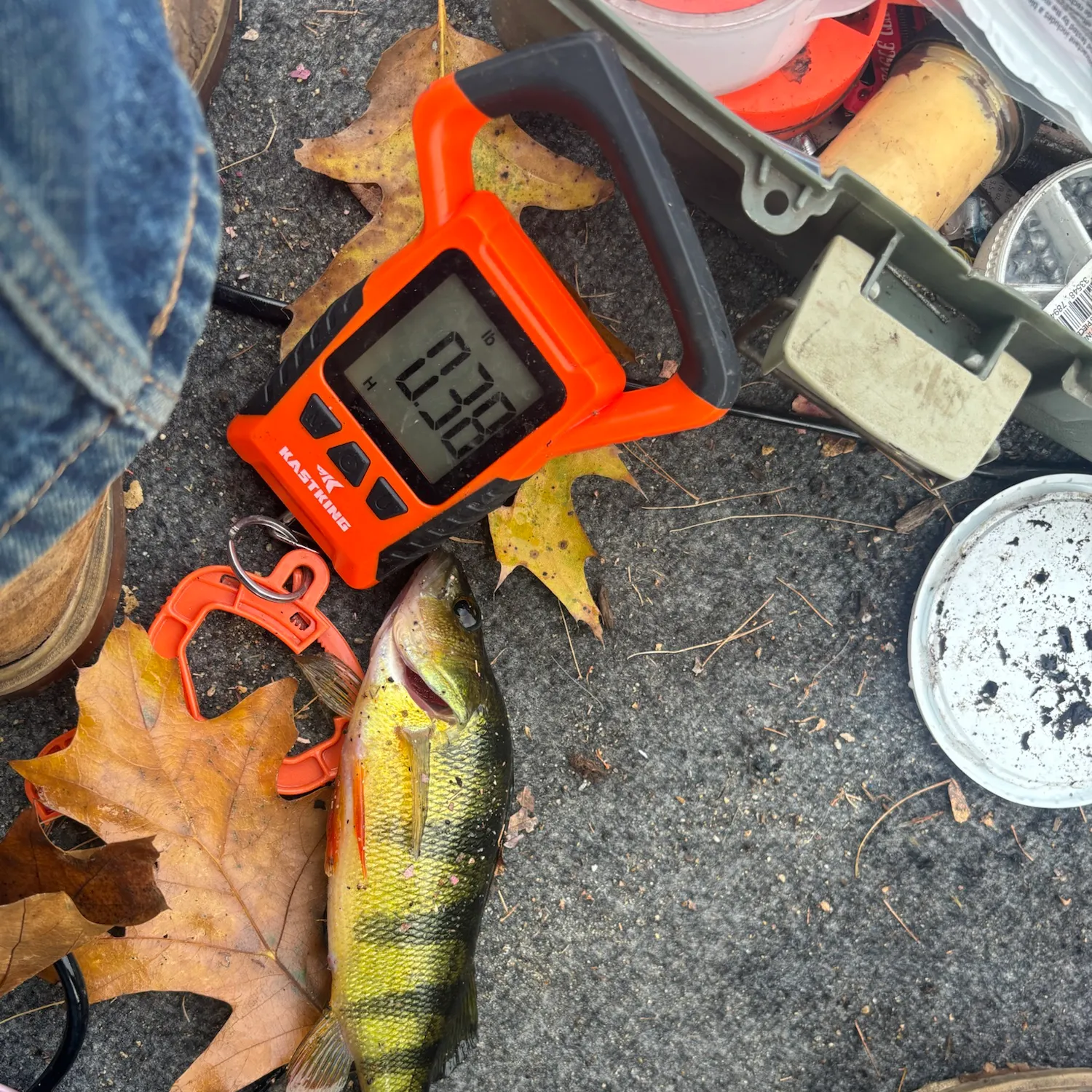 Yellow perch caught on Fishbrain